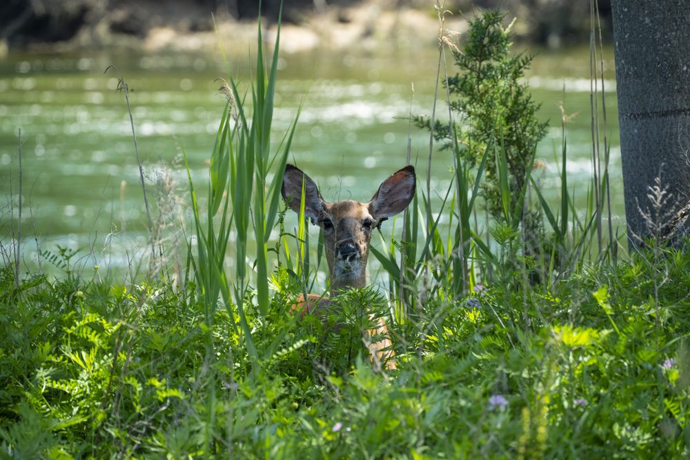 074-Sunken-Meadow-6-4-22-01.jpg