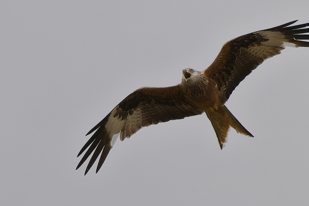 1_BellyMack Red Kite 19_06_23.jpg