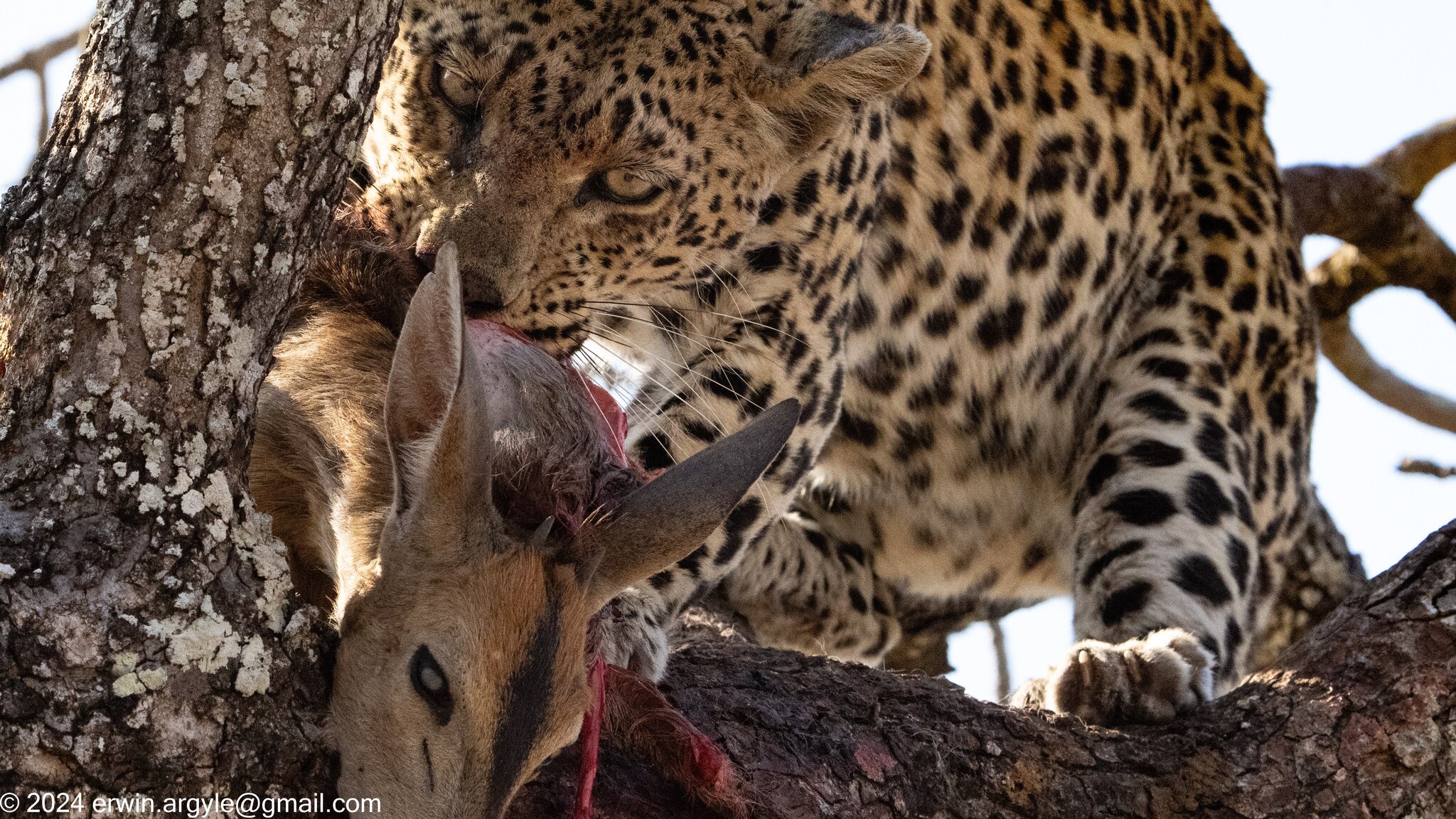 2024-08-26 Sabi Sabi-1839_Original.jpeg