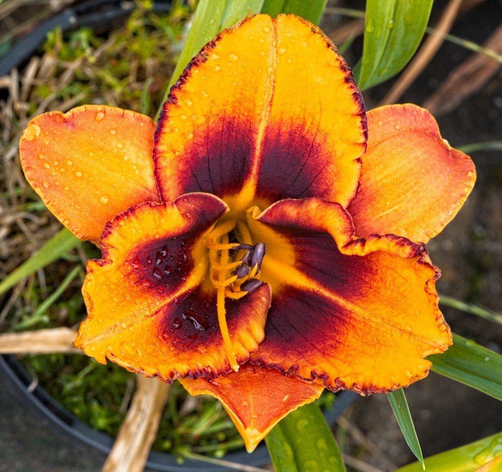 21S00081 daylily seedling 1.jpg