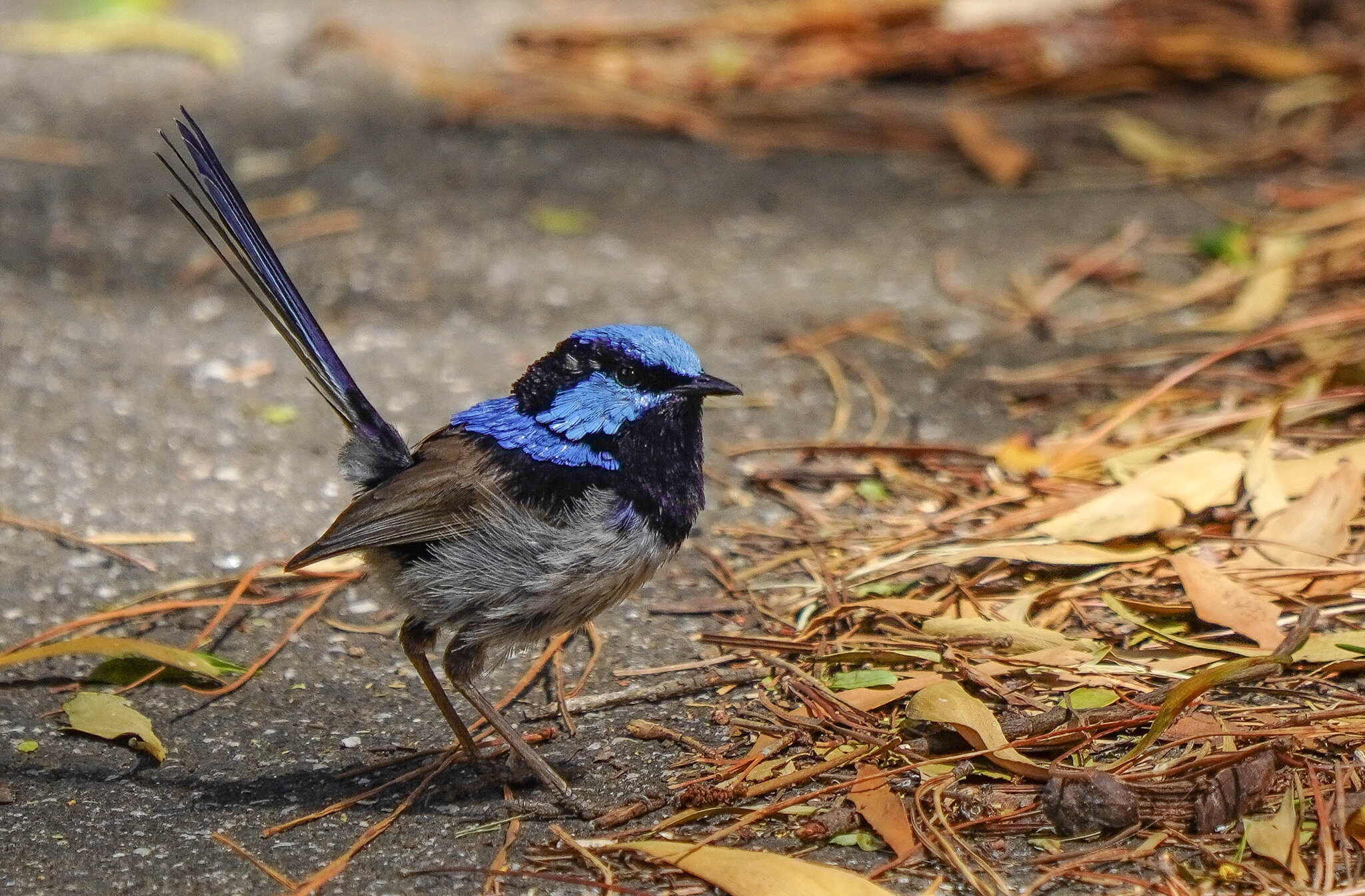 3 fairywren.jpg