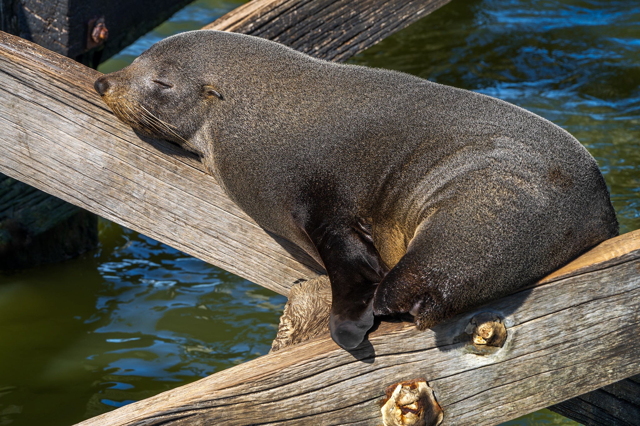 _7RV0136_NZ_Fur_Seal_2.jpg