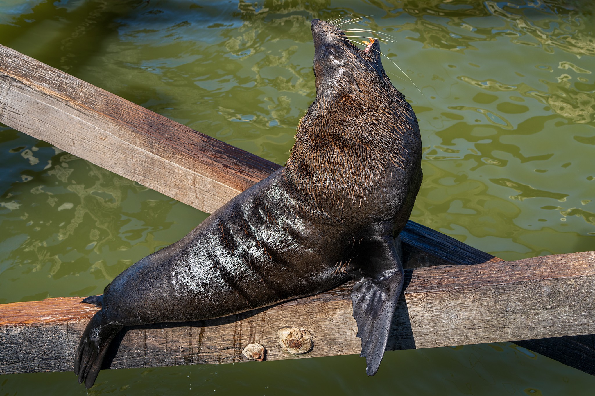 _7RV0144_NZ_Fur_Seal_3.jpg