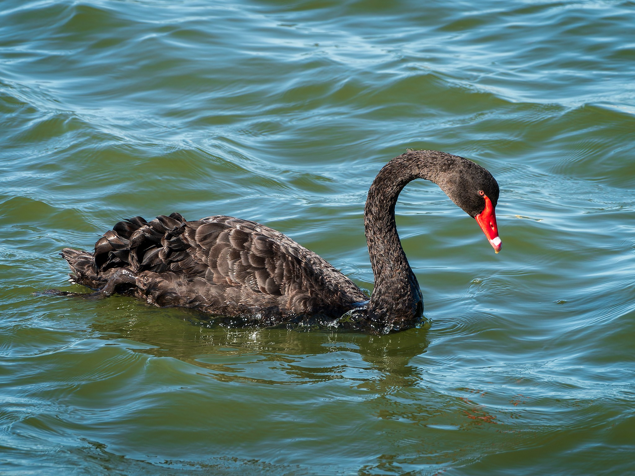 _7RV0161_Black_Swan.jpg