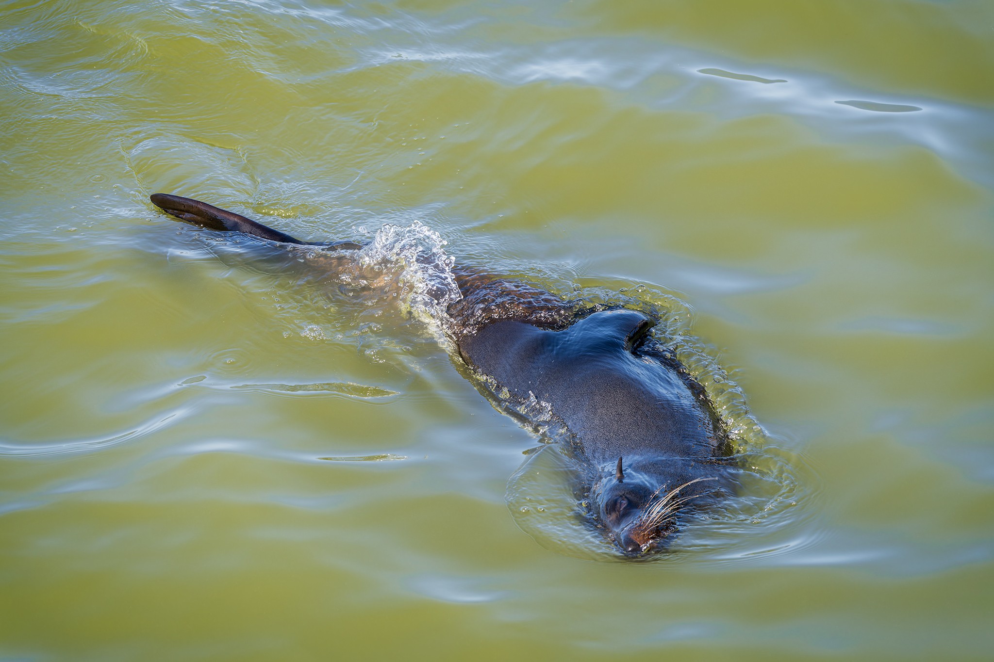 _7RV0228_NZ_Fur_Seal_4.jpg