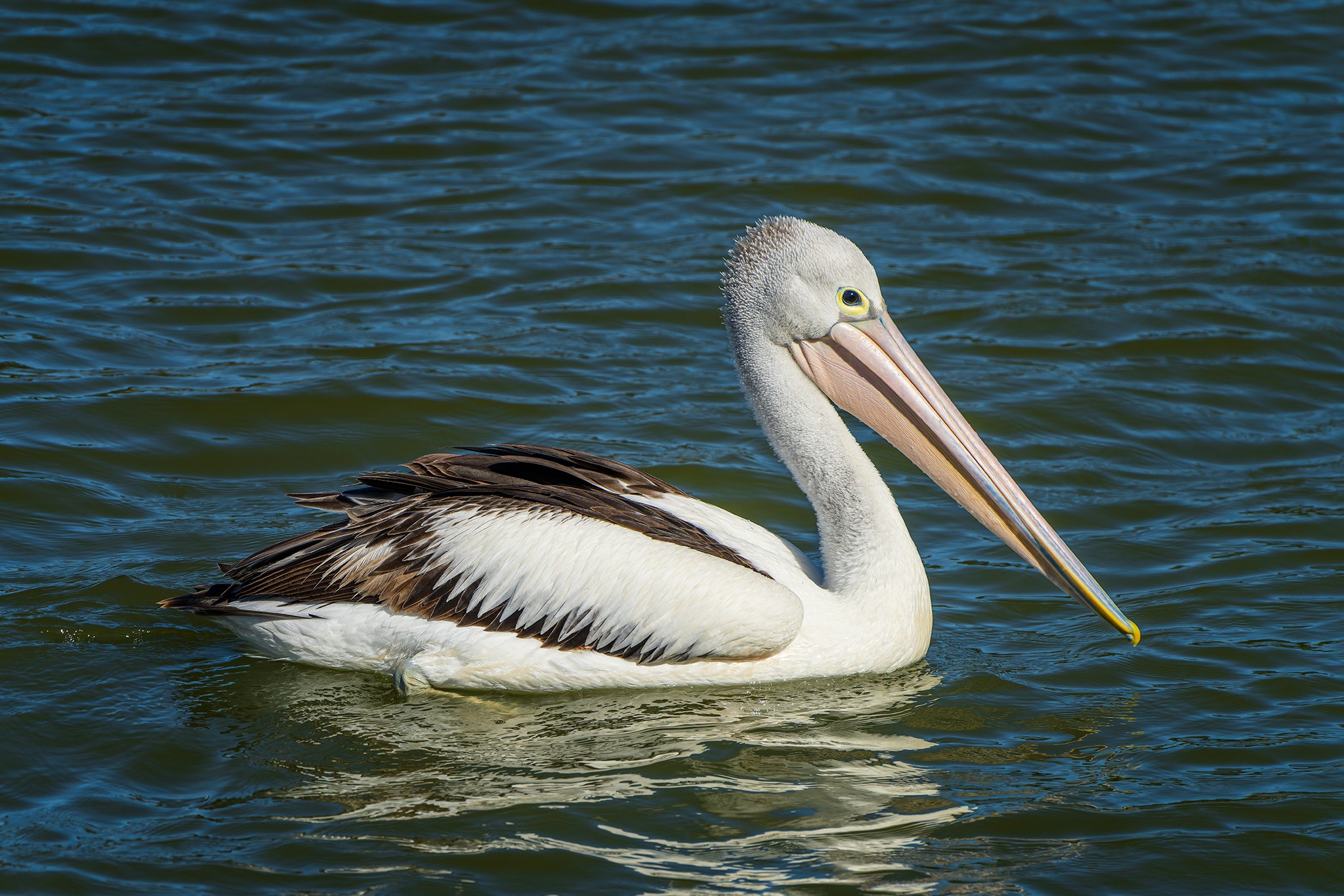 _7RV0244_Pelican_3.jpg