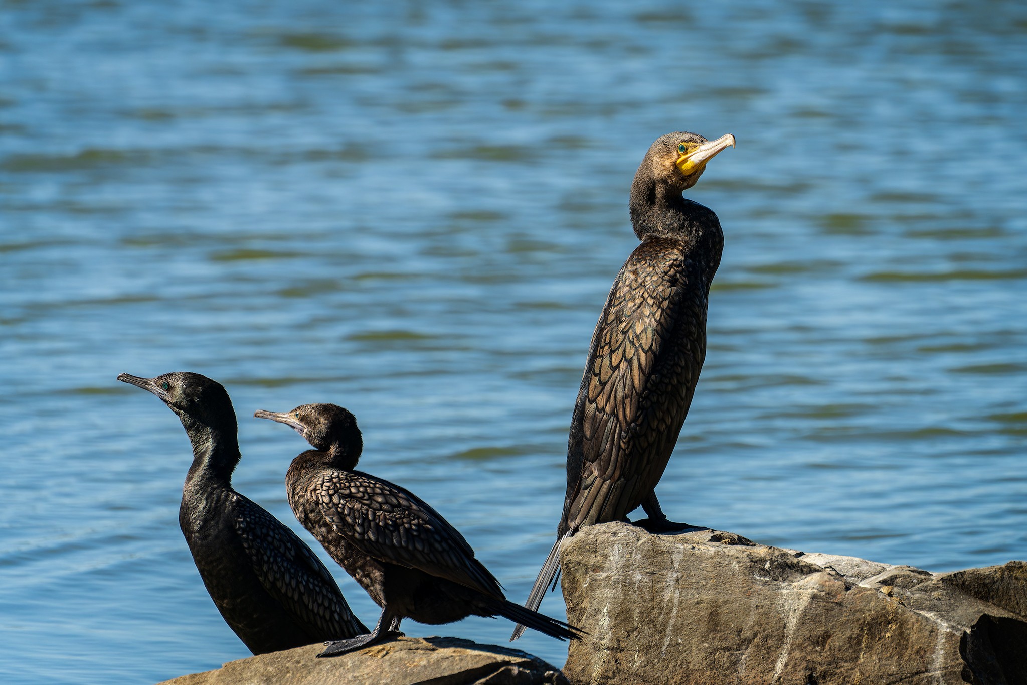 _7RV0254_Cormorants.jpg