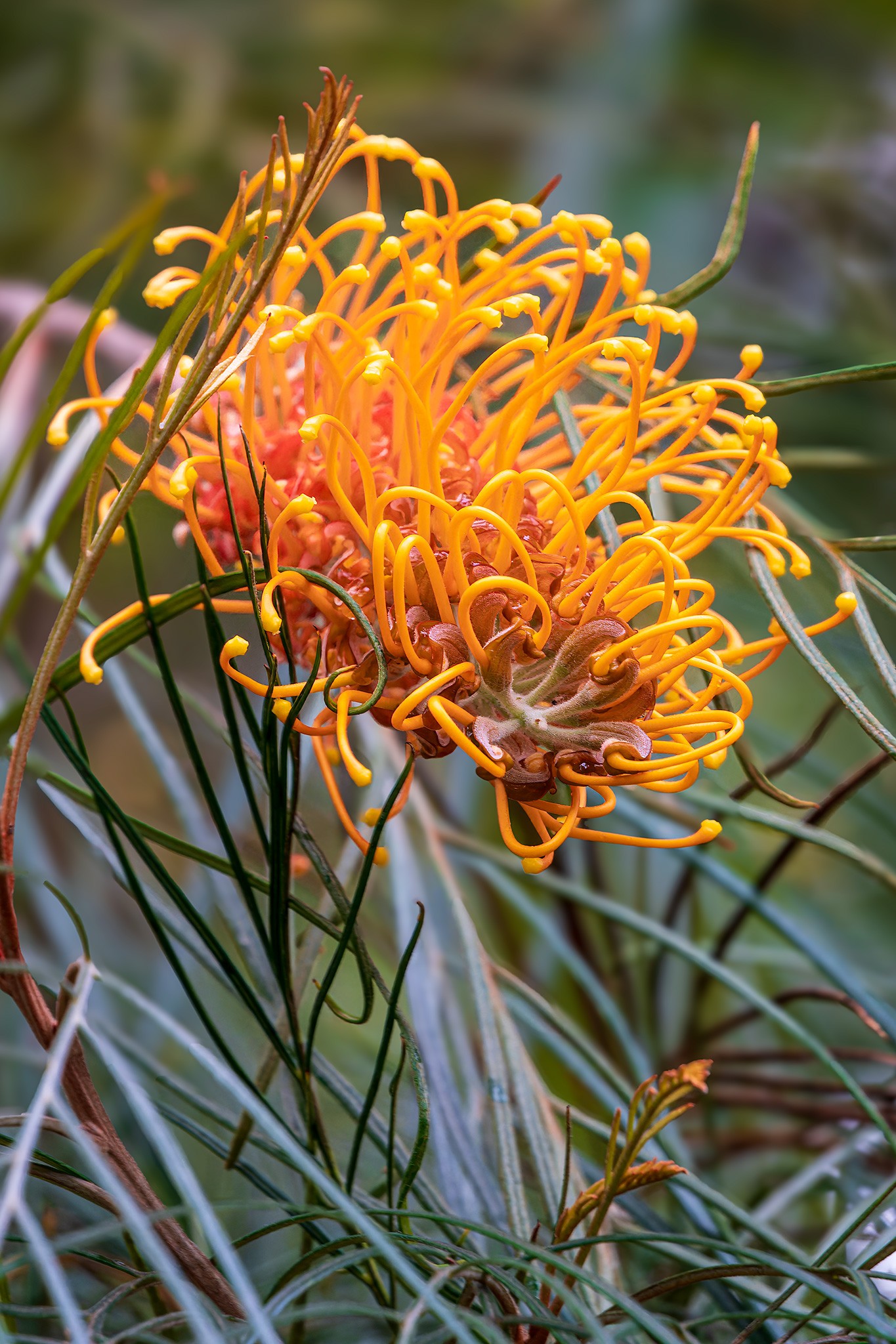 _7RV2323_Orange_Grevillea.jpg