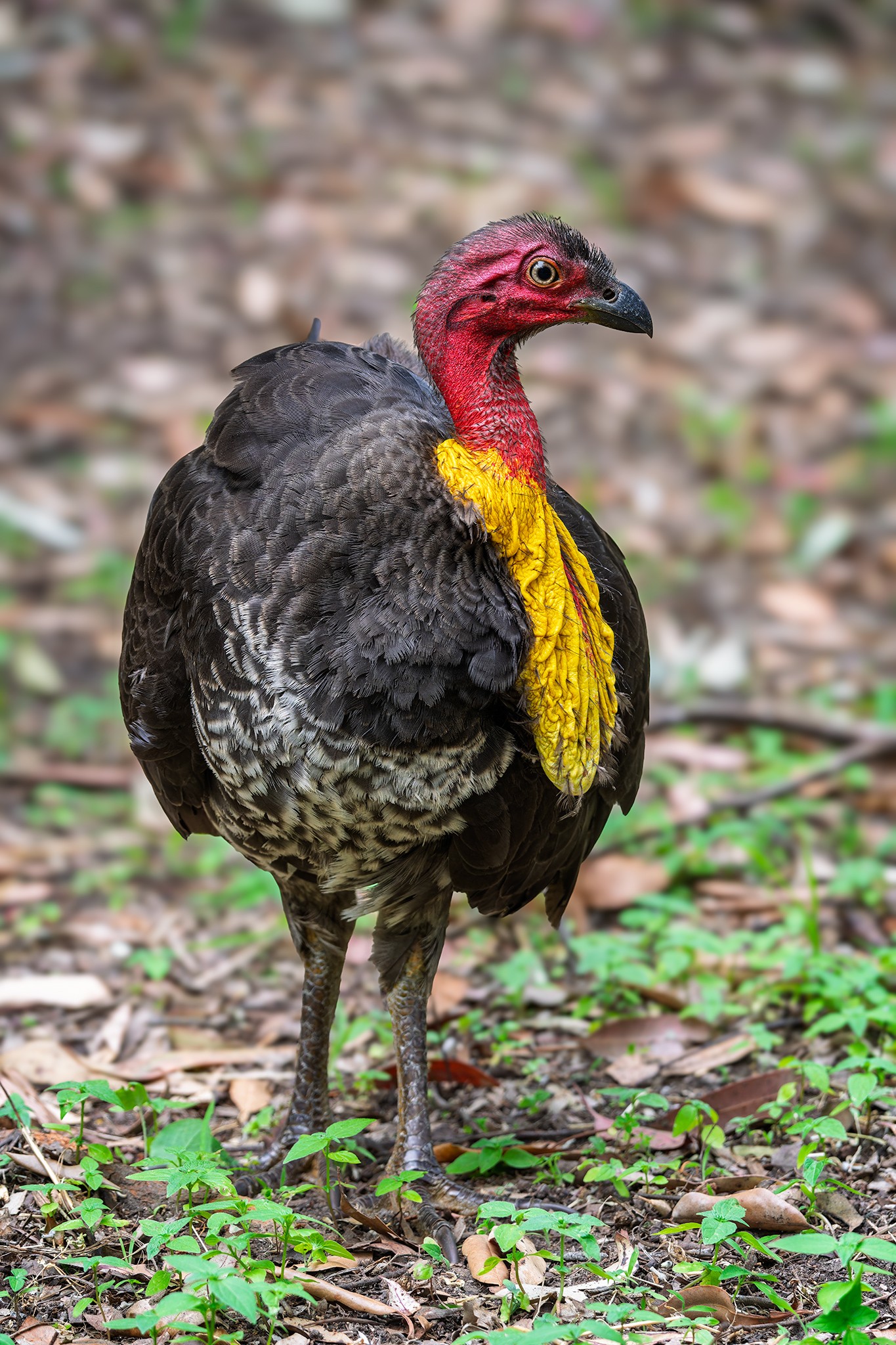 _7RV2337_Brush_Turkey_1.jpg