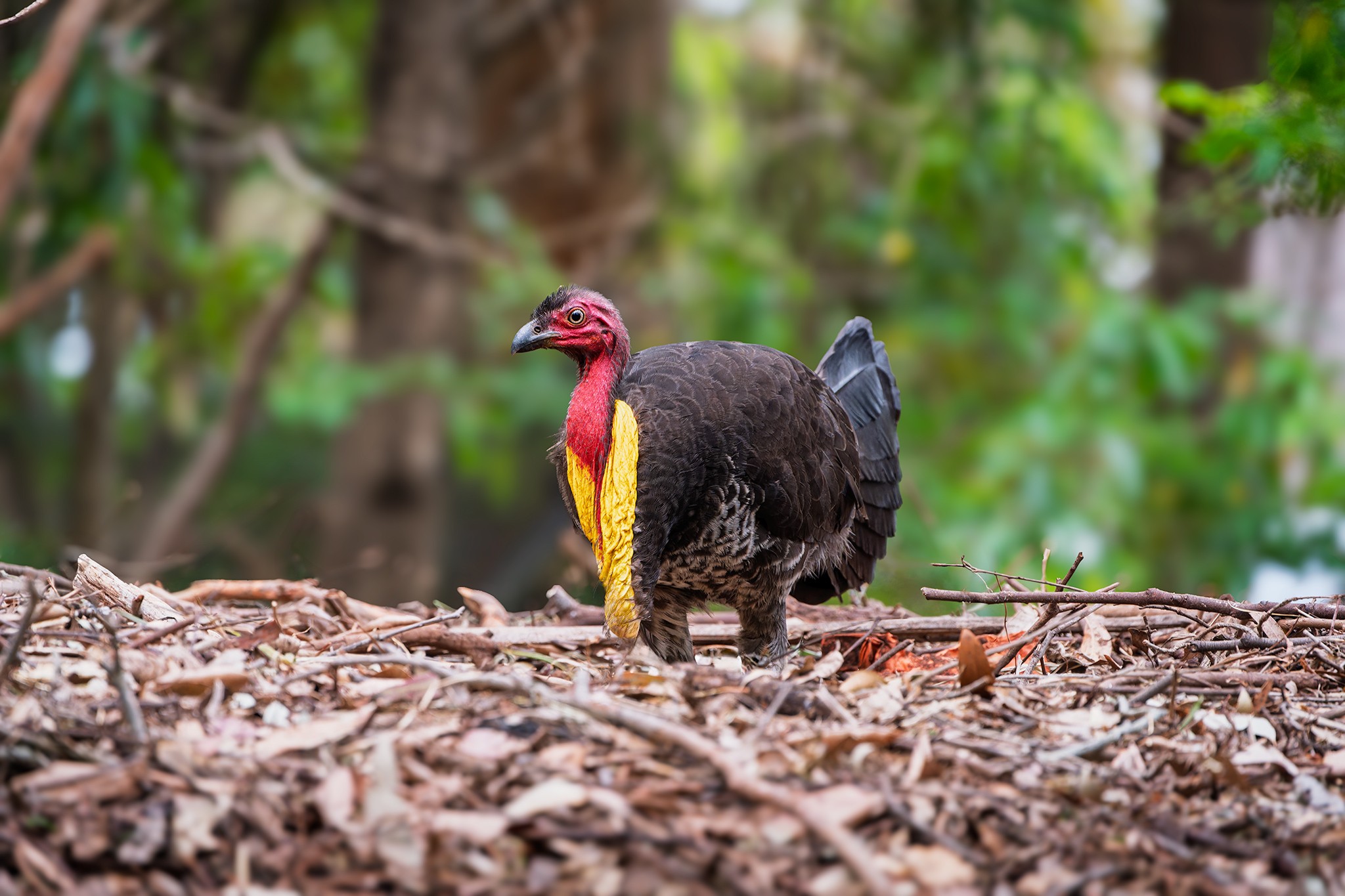 _7RV2352_Brush_Turkey_3.jpg