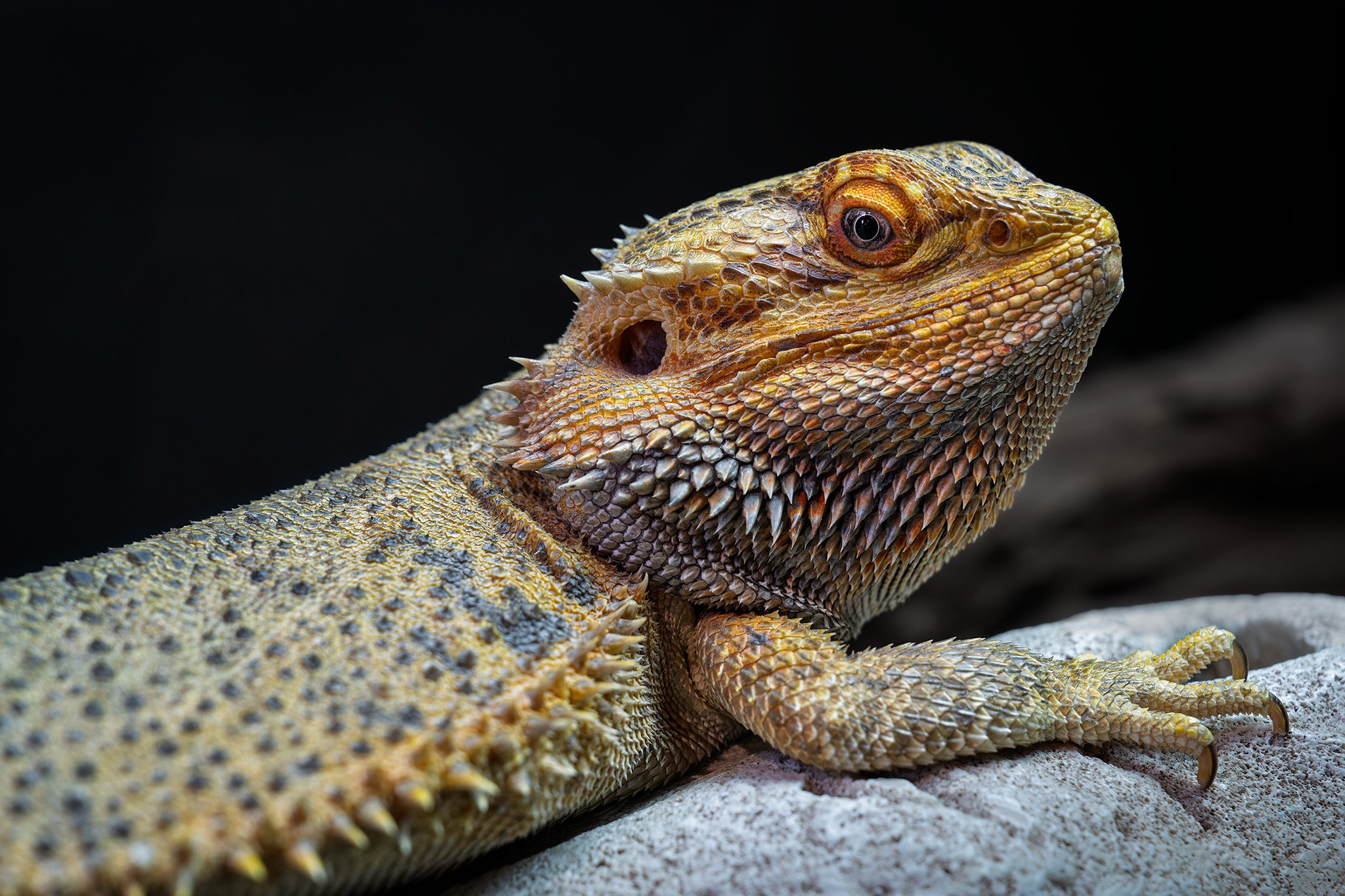 _7RV2462_Sony_Tradeshow_Bearded_Dragon_2.jpg