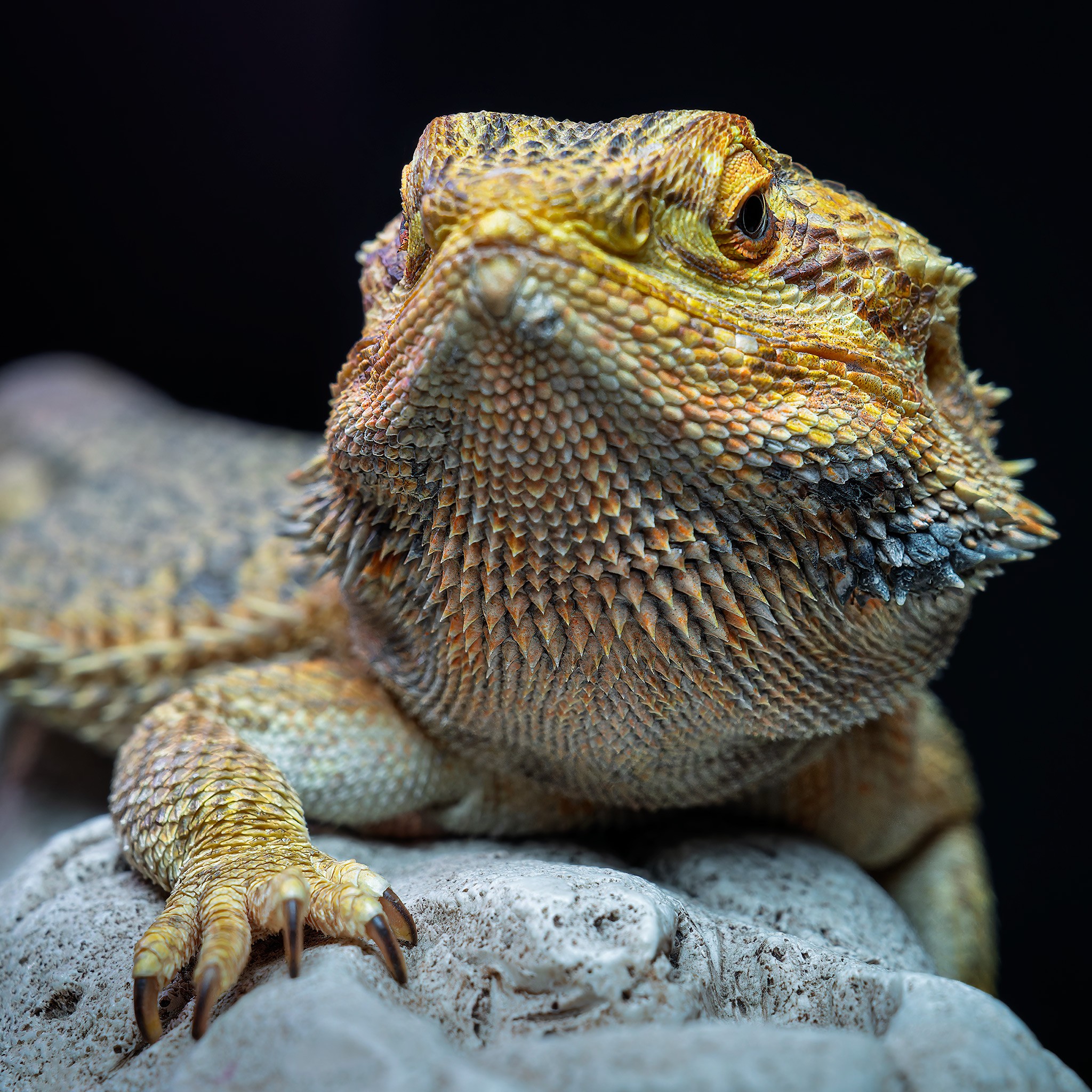 _7RV2467_Sony_Tradeshow_Bearded_Dragon_4.jpg