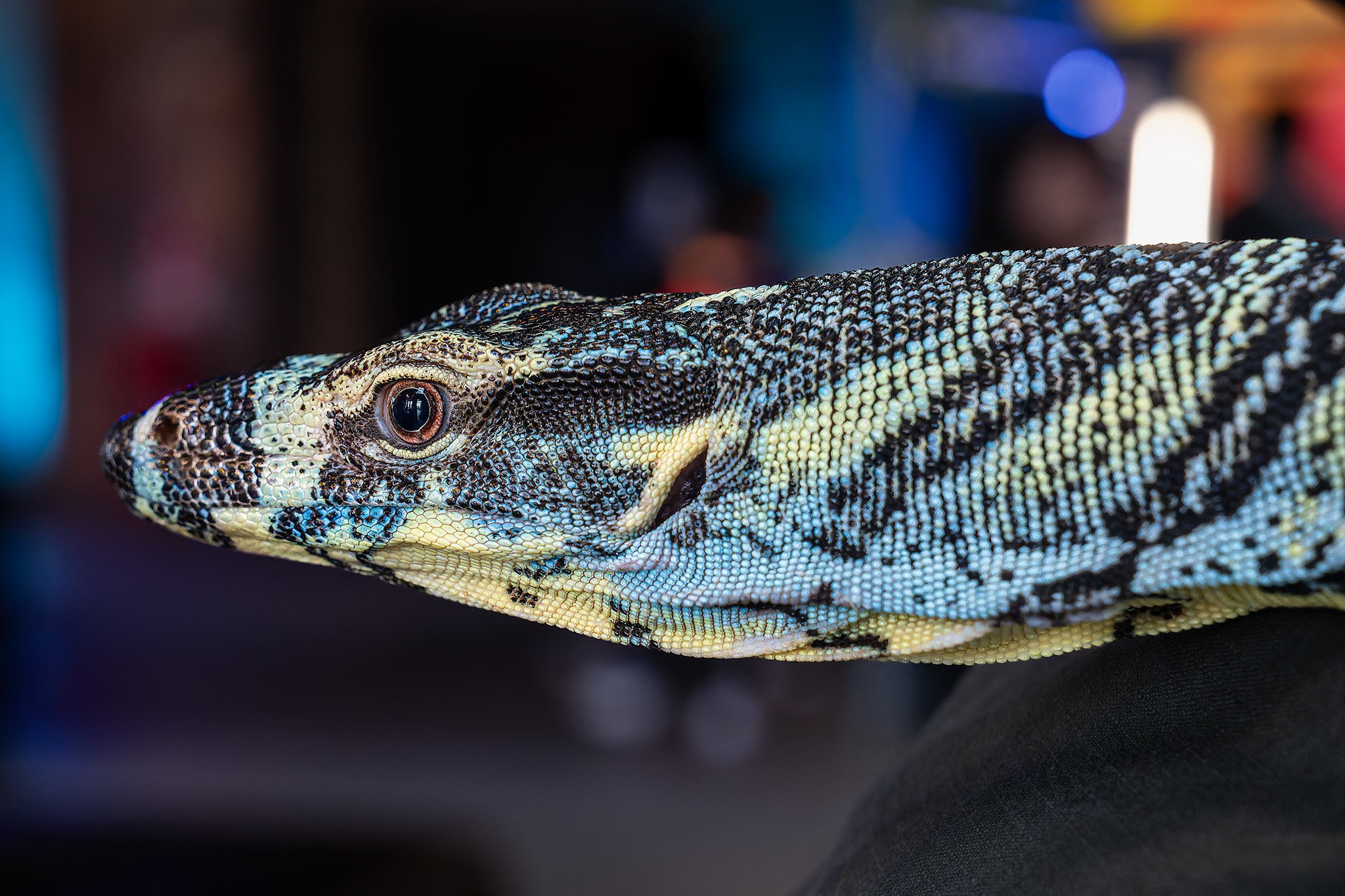 _7RV2476_Sony_Tradeshow_Goanna_2.jpg