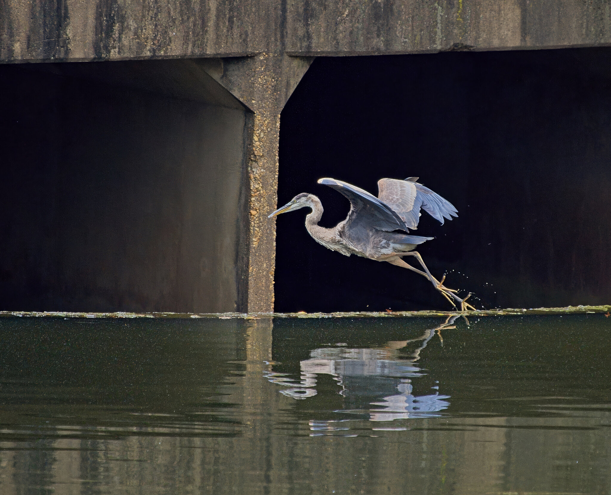 Alfred, Mirrored as He Starts Moving to the Other Side of the Culvert.jpeg