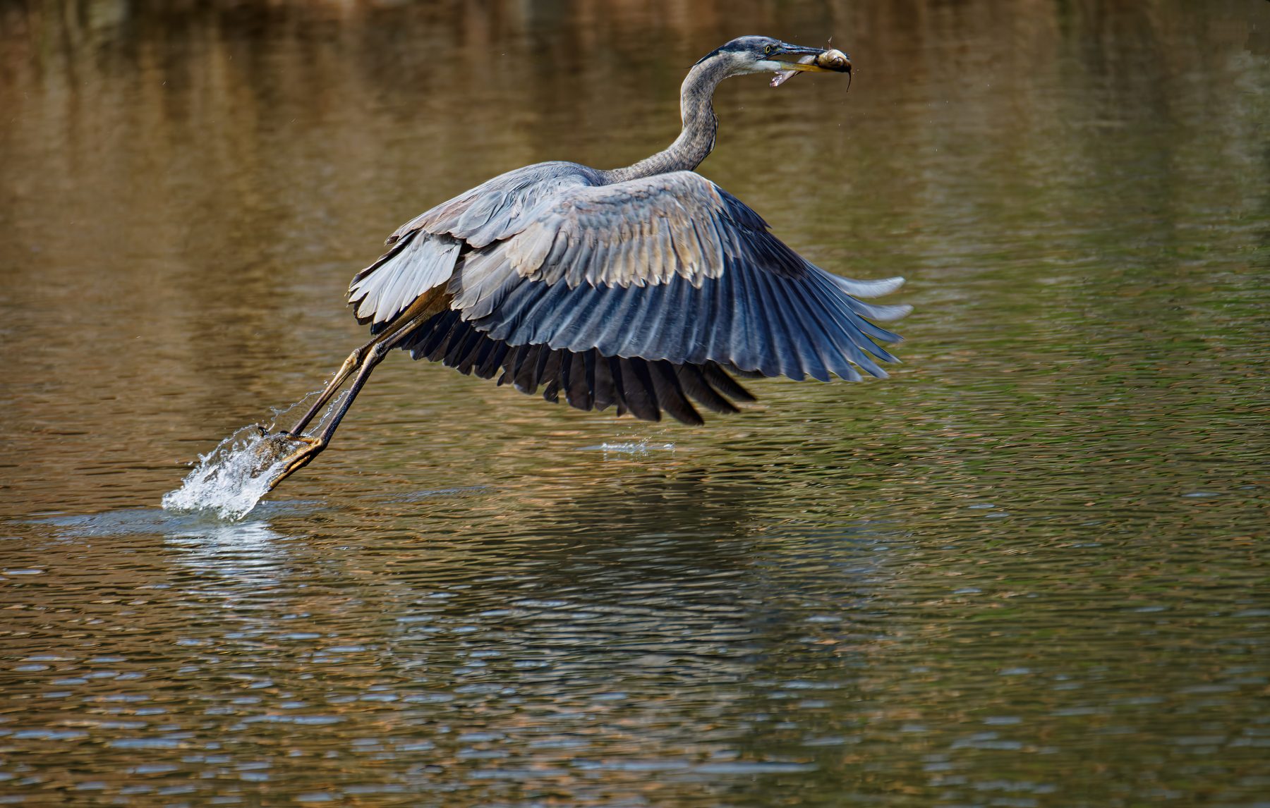 Alfred Takes Off With  Fresh Catch.jpeg