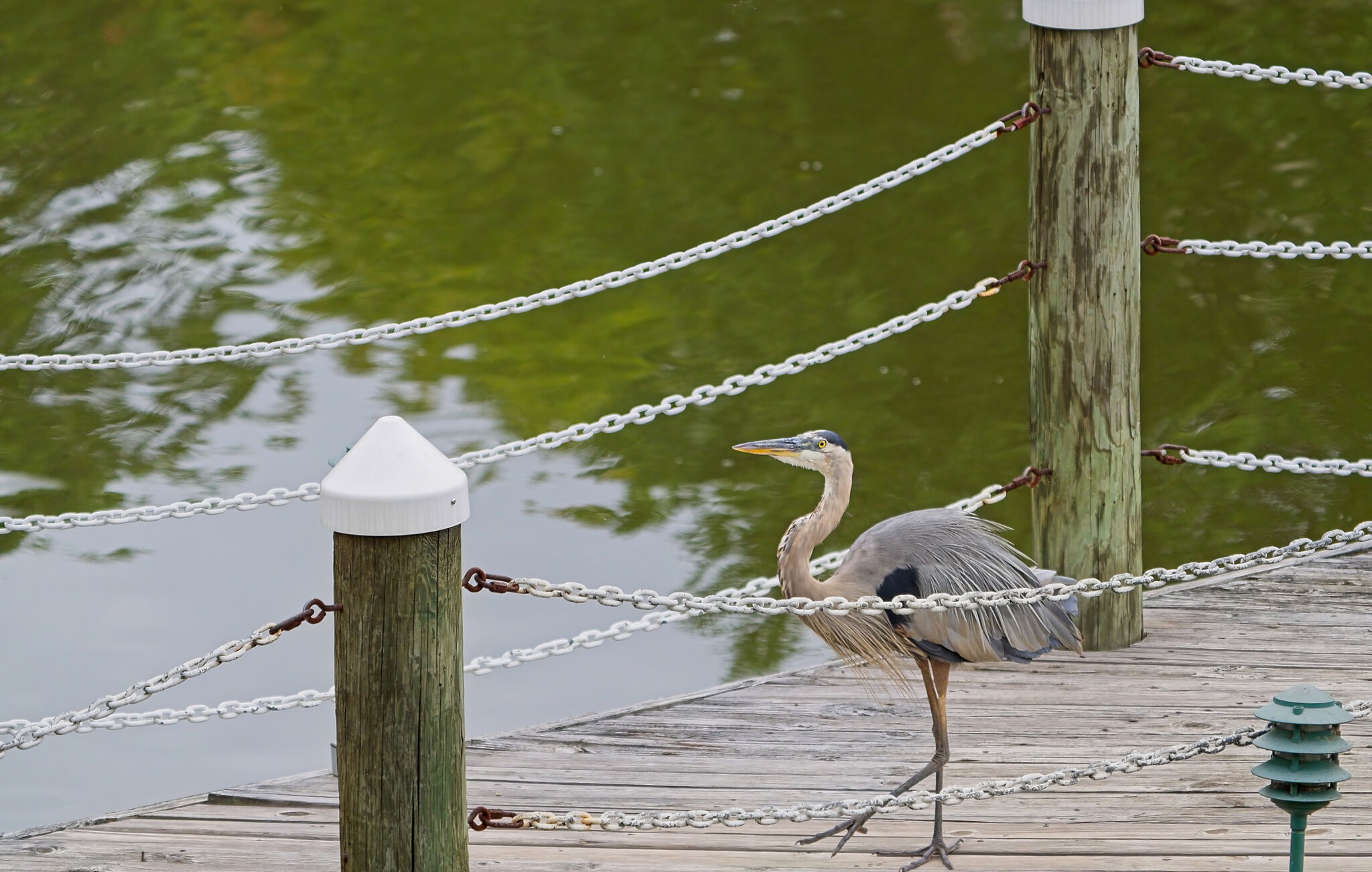 Alfred Taking a Walk on the Pier.jpeg