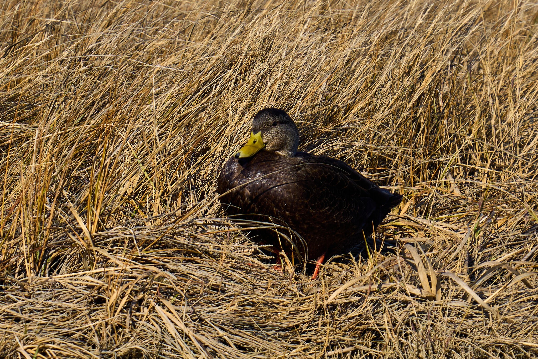 American Black Duck - Forsythe NWR - 12302024 - 04.jpg