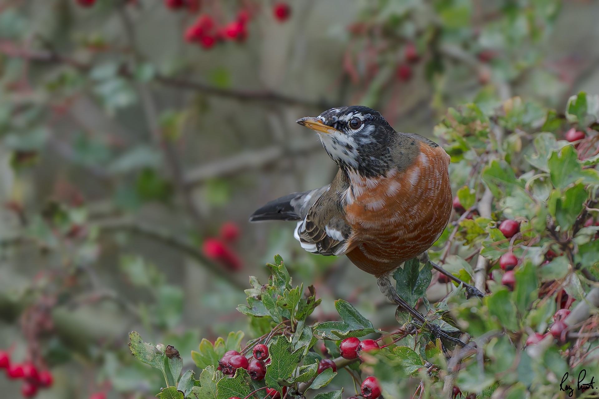 American-Robin-0608-ARW.jpg