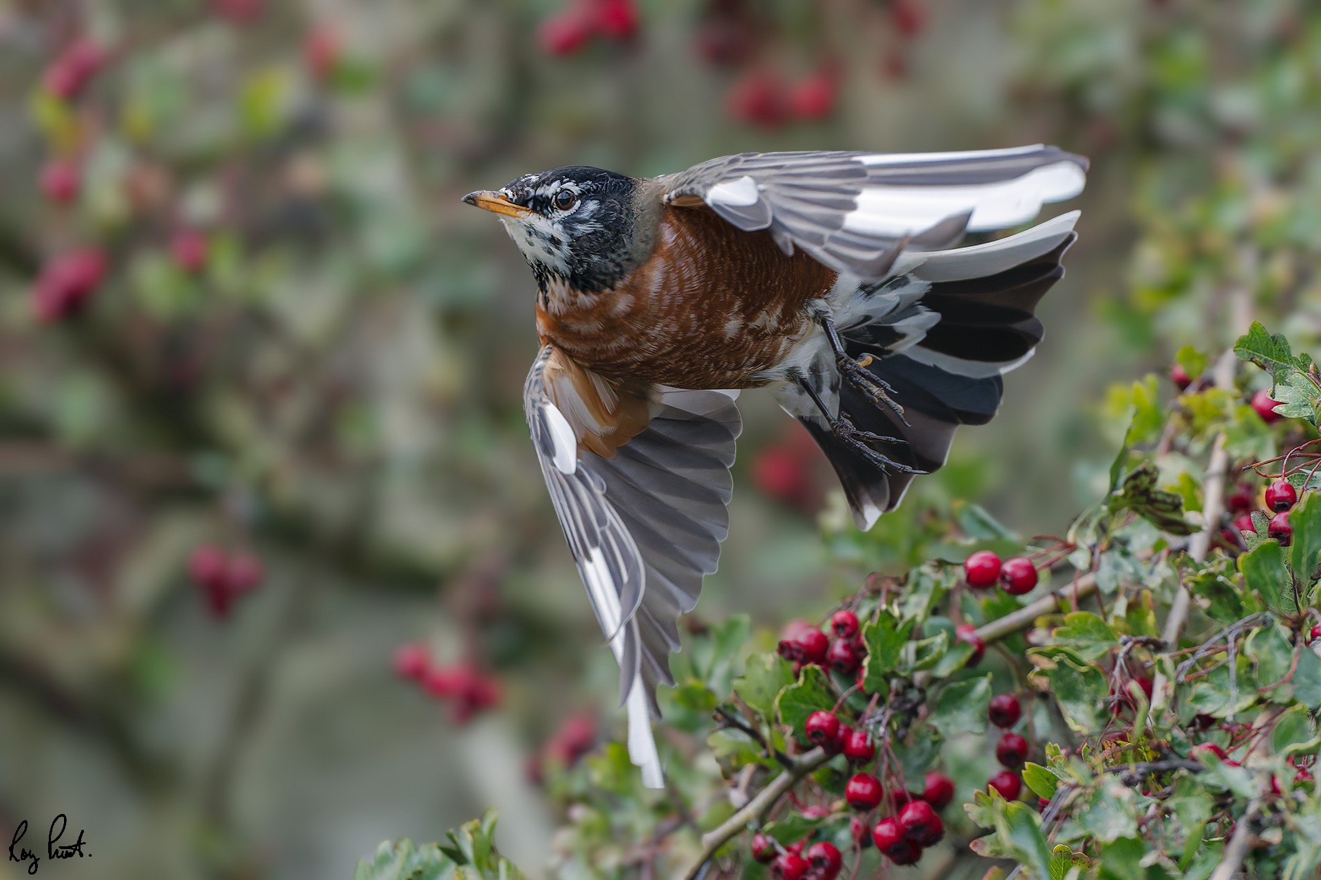 American-Robin-0612-ARW.jpg