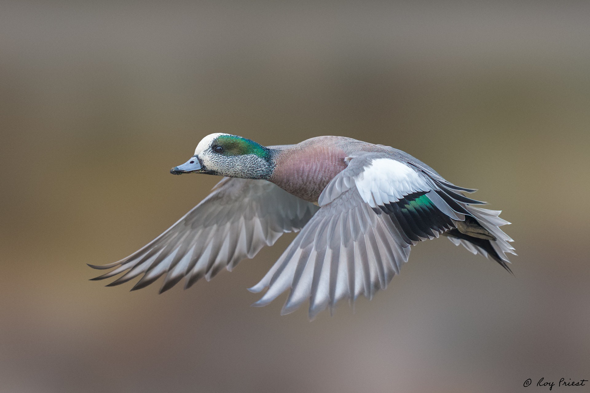 American-Wigeon_RP17277--Edit.jpg