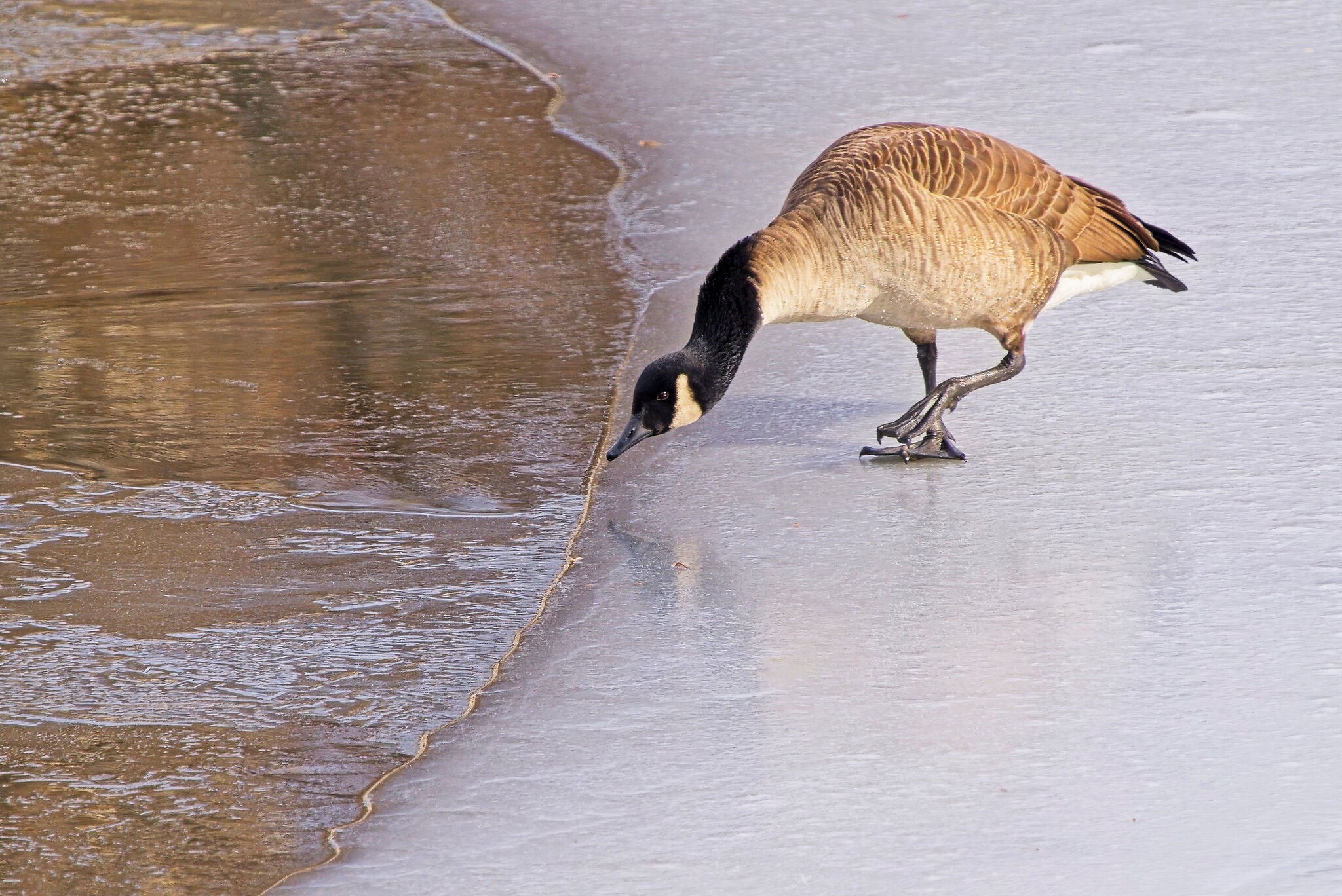 At the Water's Edge.jpg