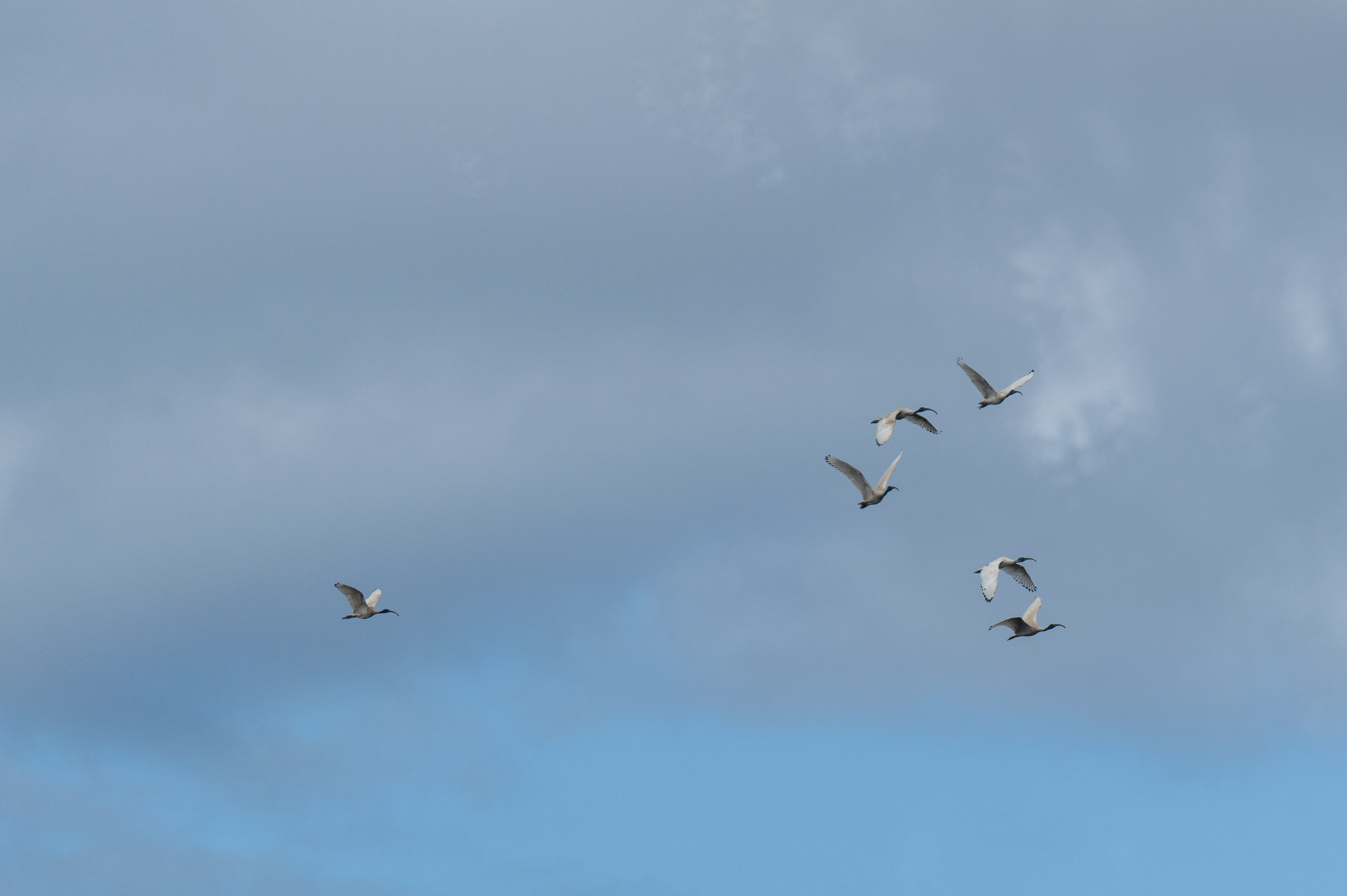 AustralianWhiteIbis.jpg