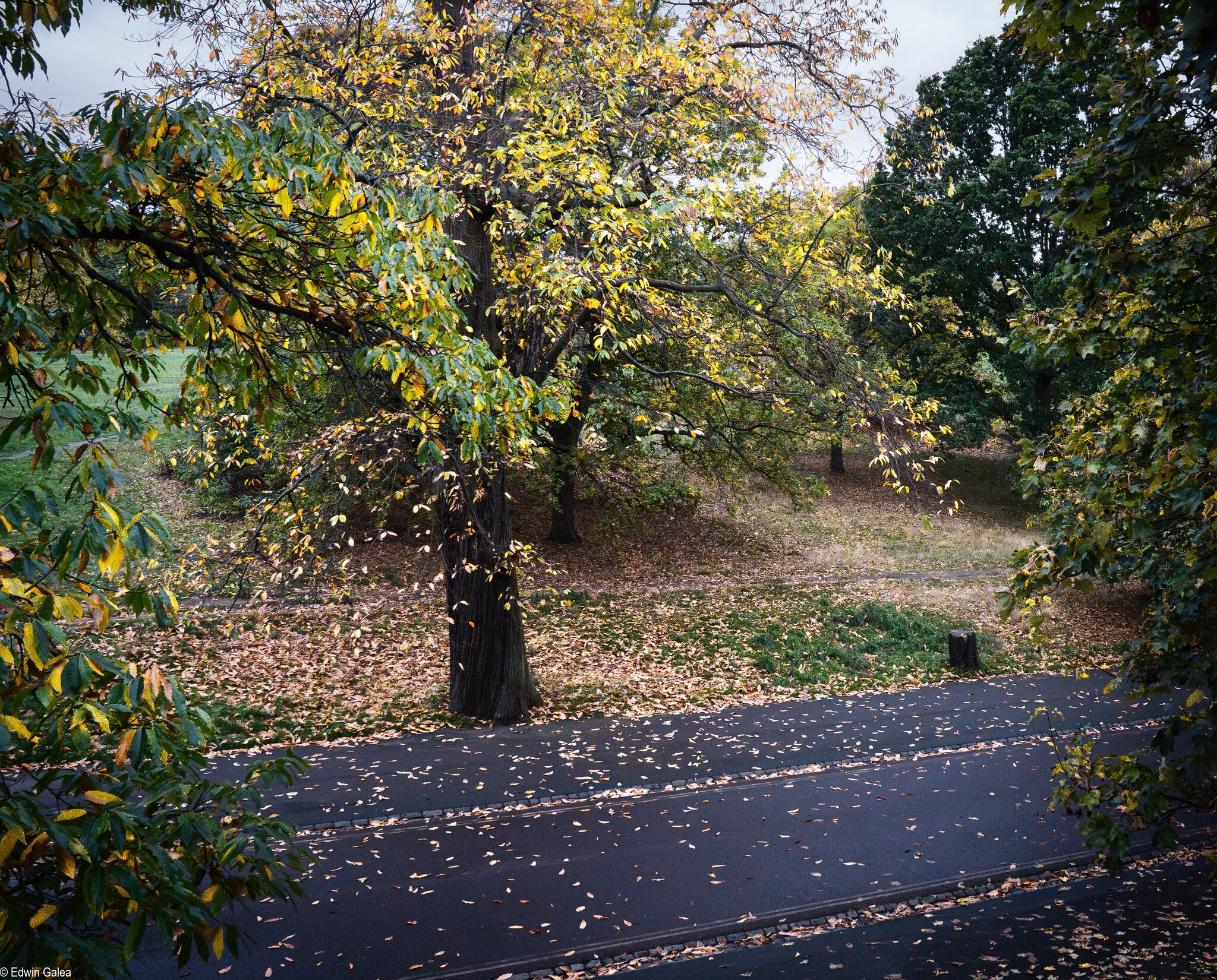 autumn greenwich park-2.jpg