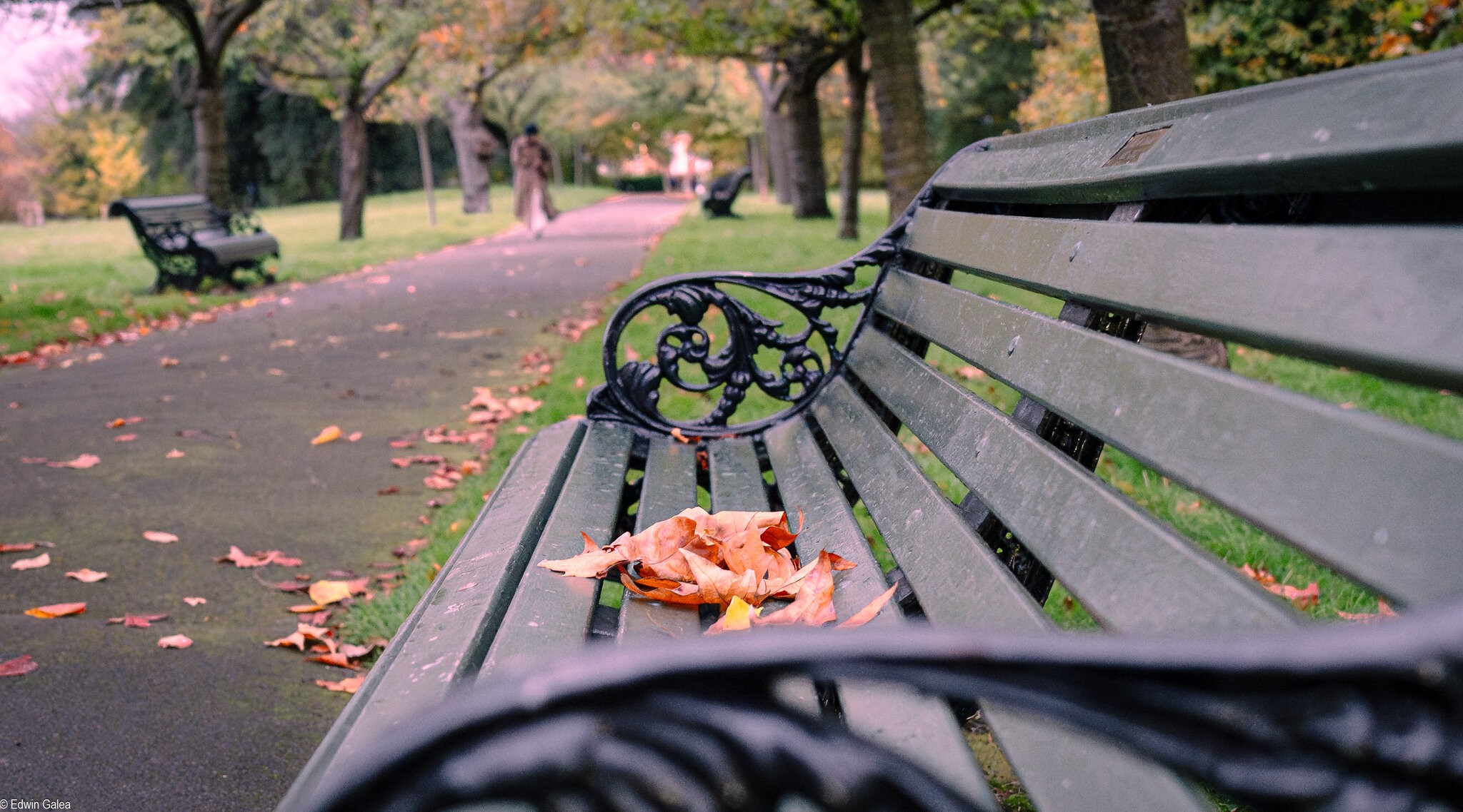 autumn greenwich park-3.jpg