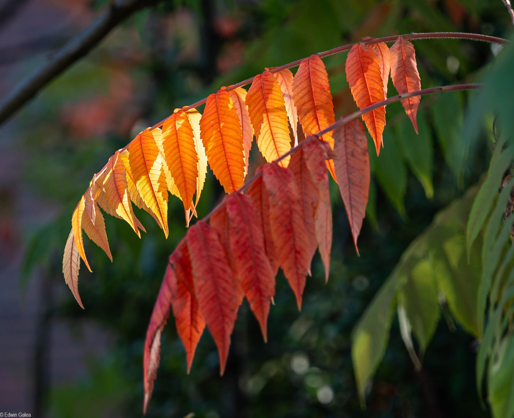 autumn leaves-13.jpg