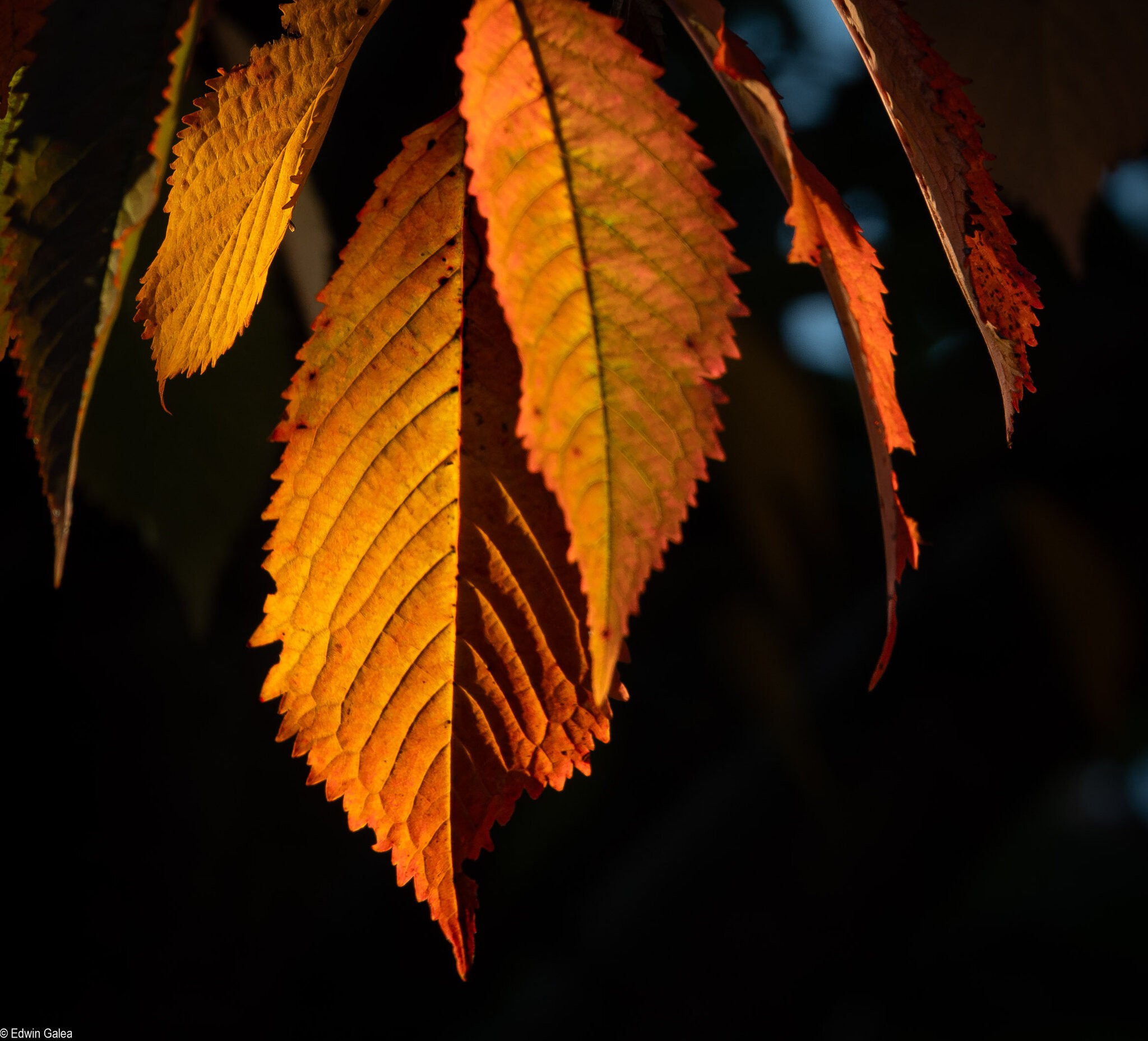 autumn leaves-18.jpg