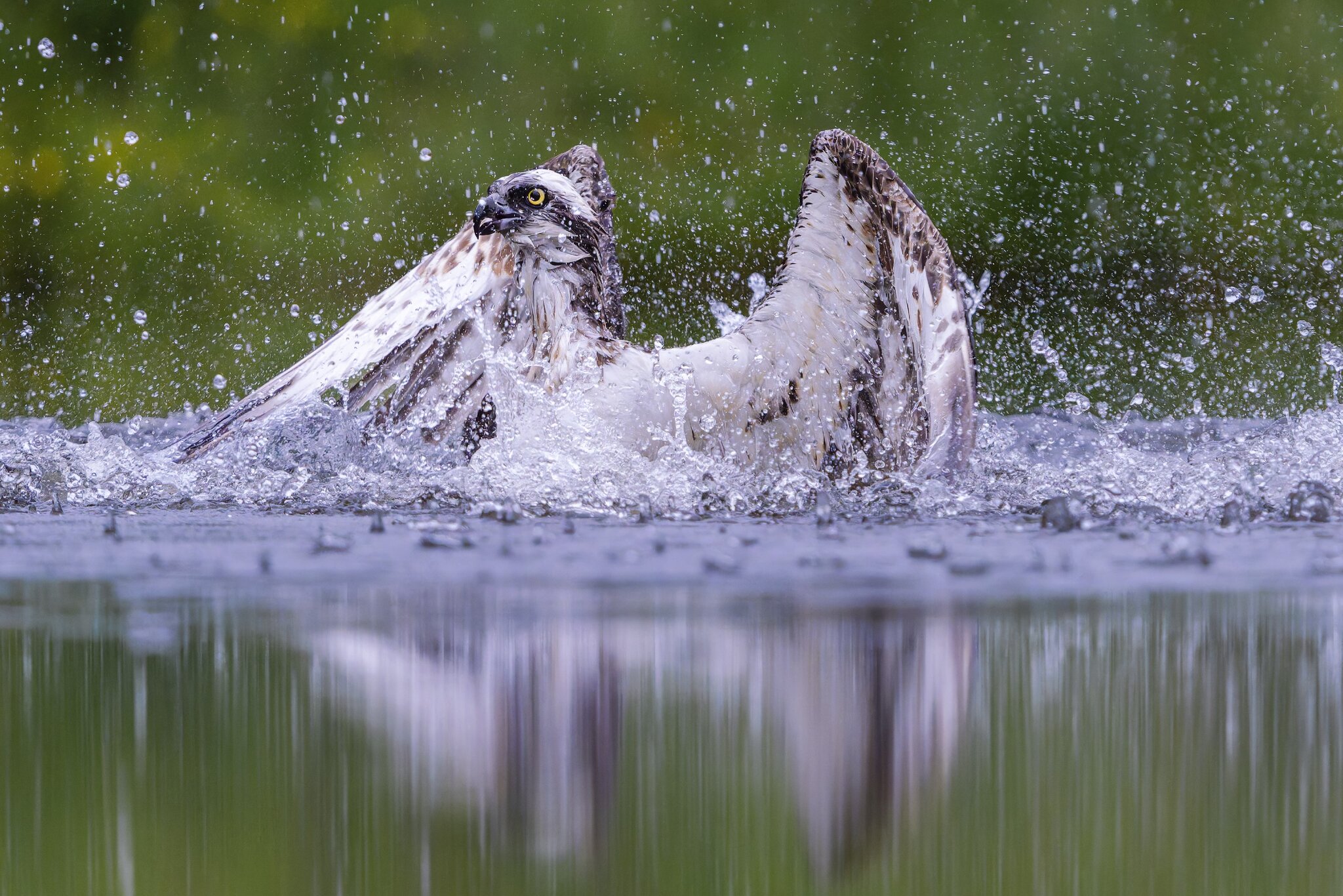 Aviemore_Osprey_15.jpg