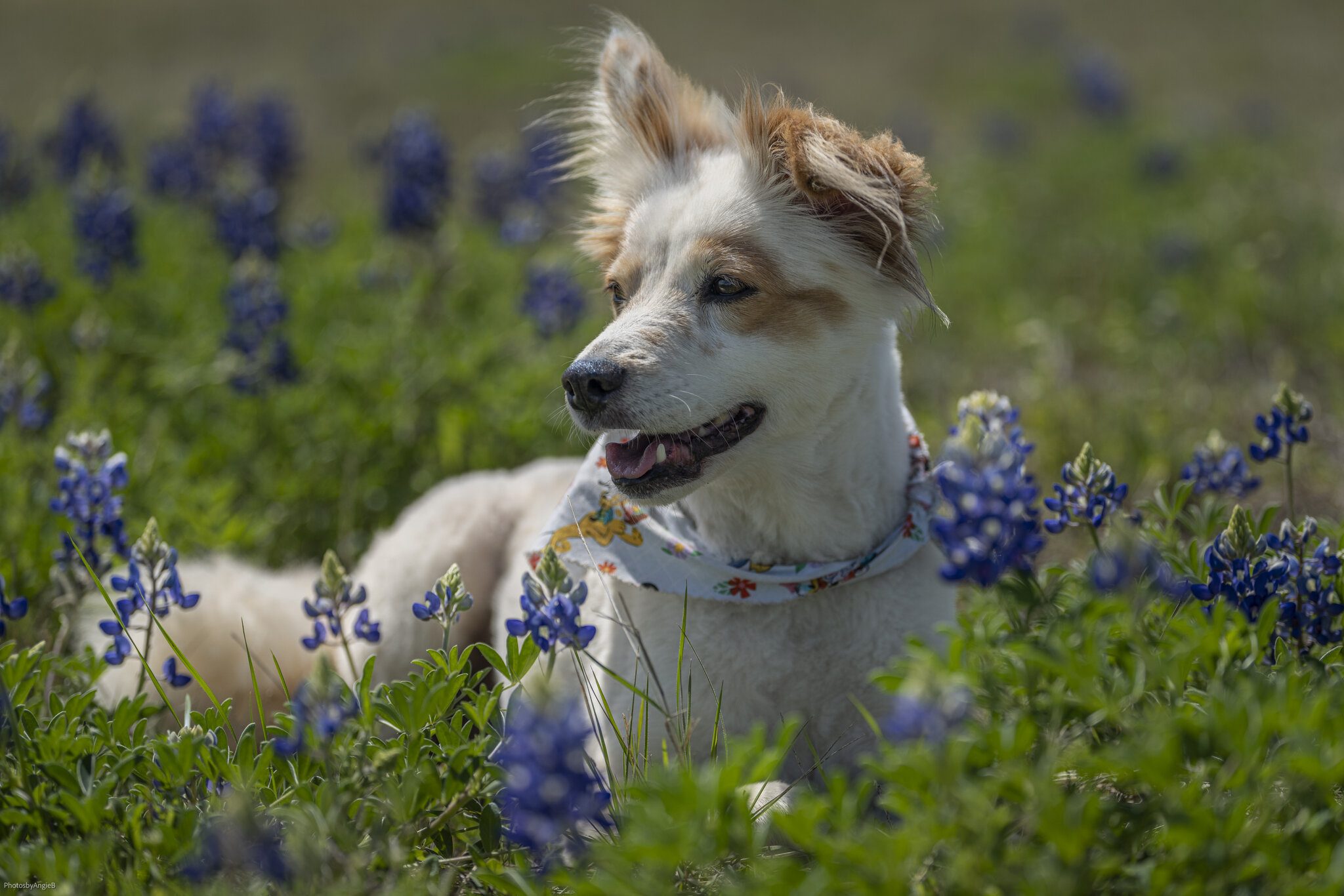 Bailey bluebonnets-4773.jpg