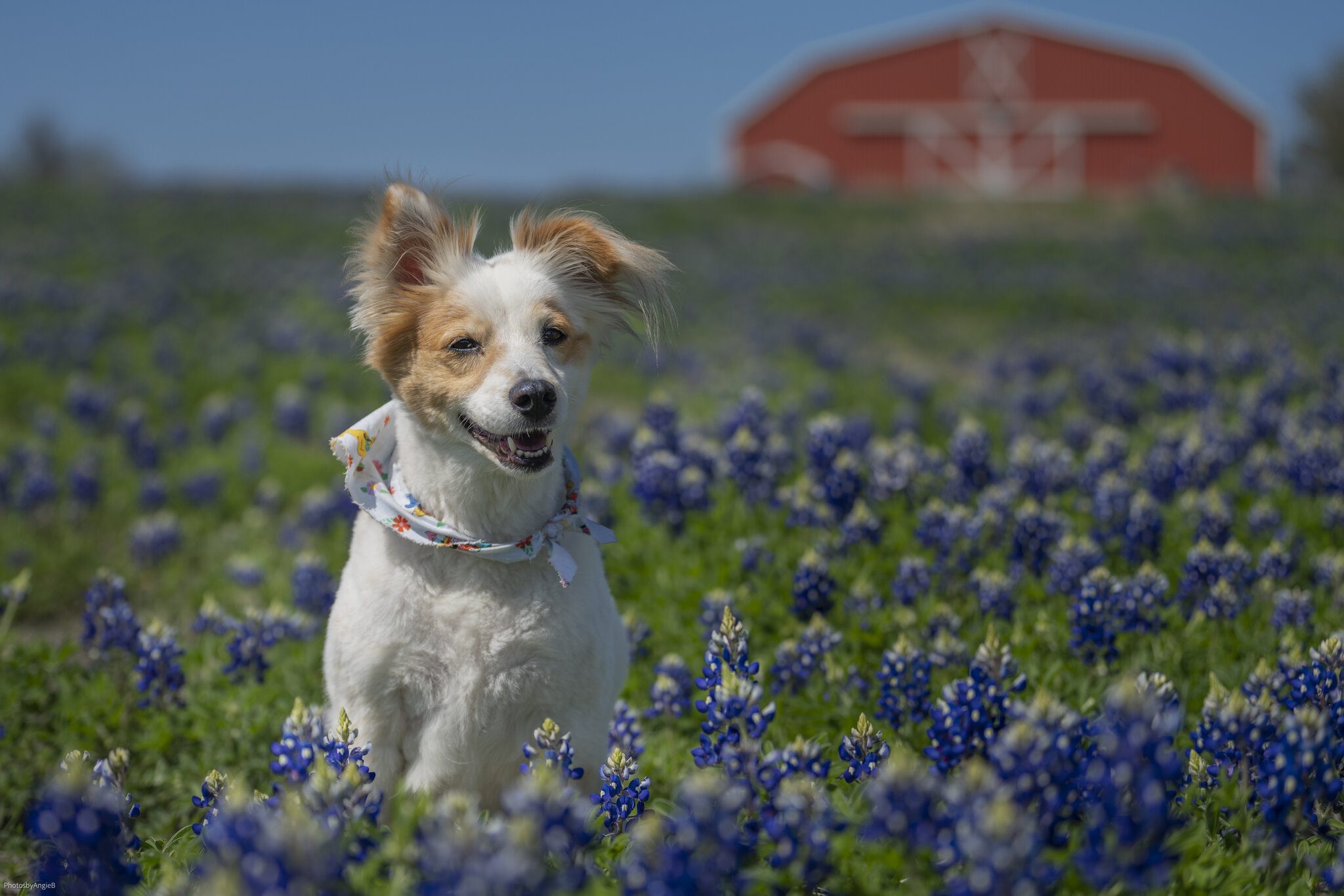 Bailey bluebonnets-4803.jpg