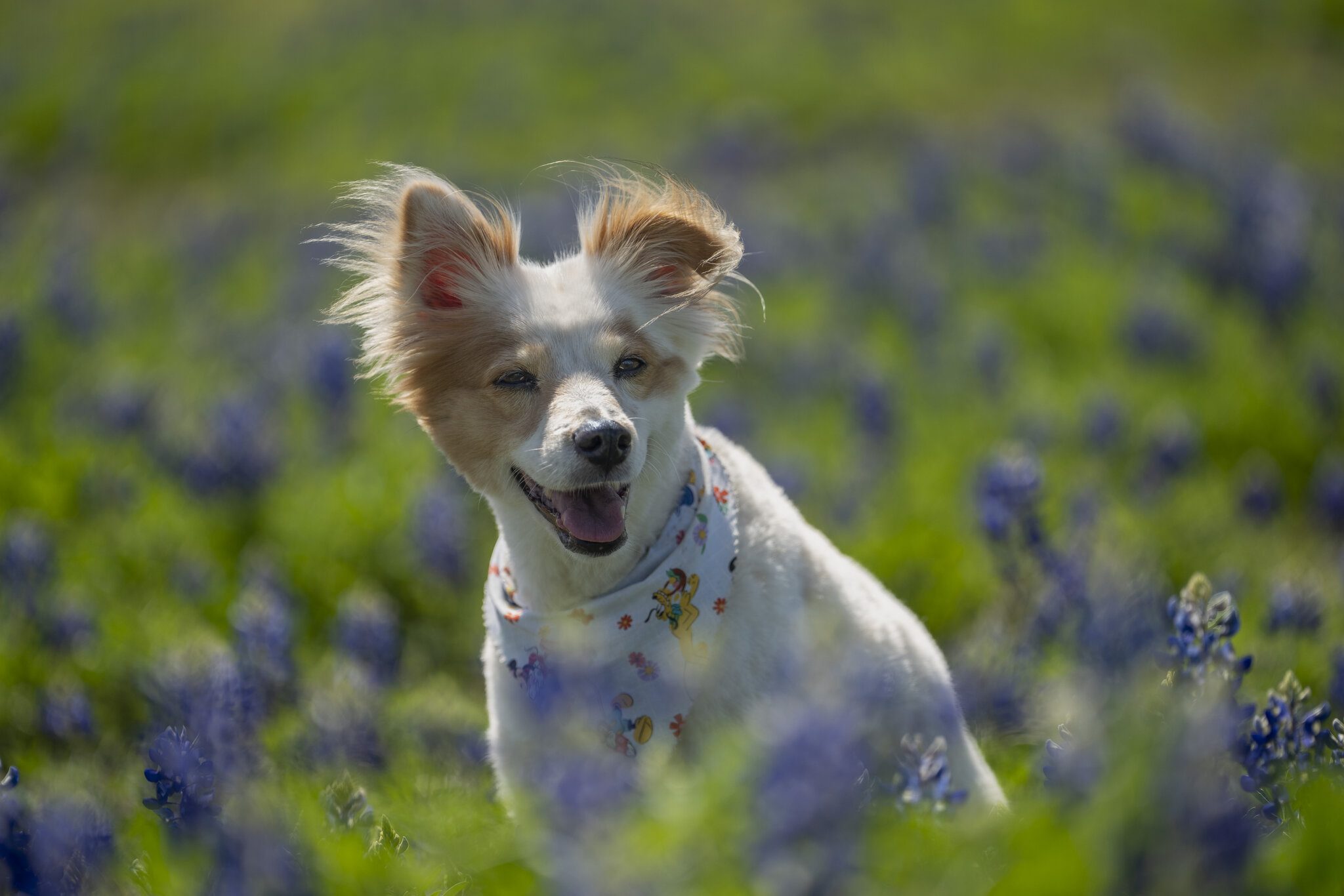 Bailey in bluebonnets.JPG