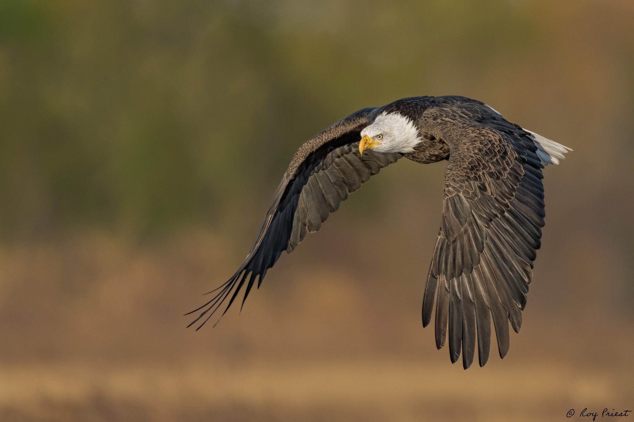 BaldEagle-ROY-A1-1332.jpg