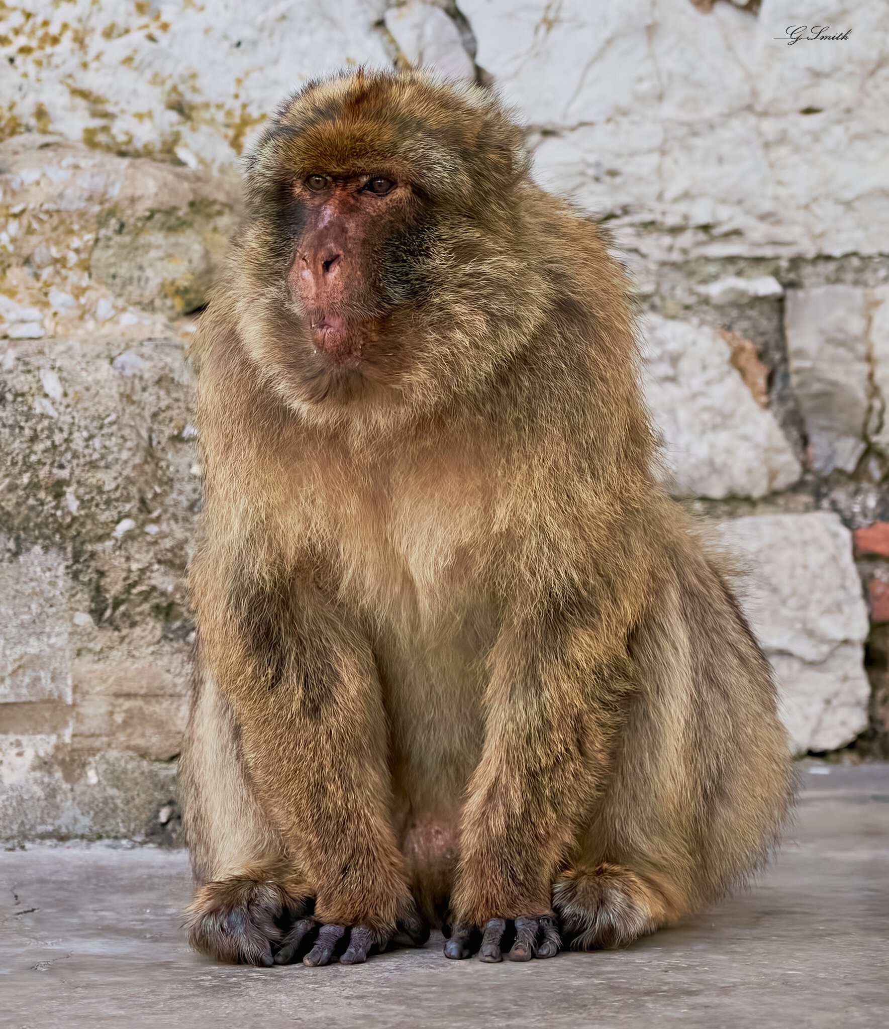 barbary ape 2022 9.jpg