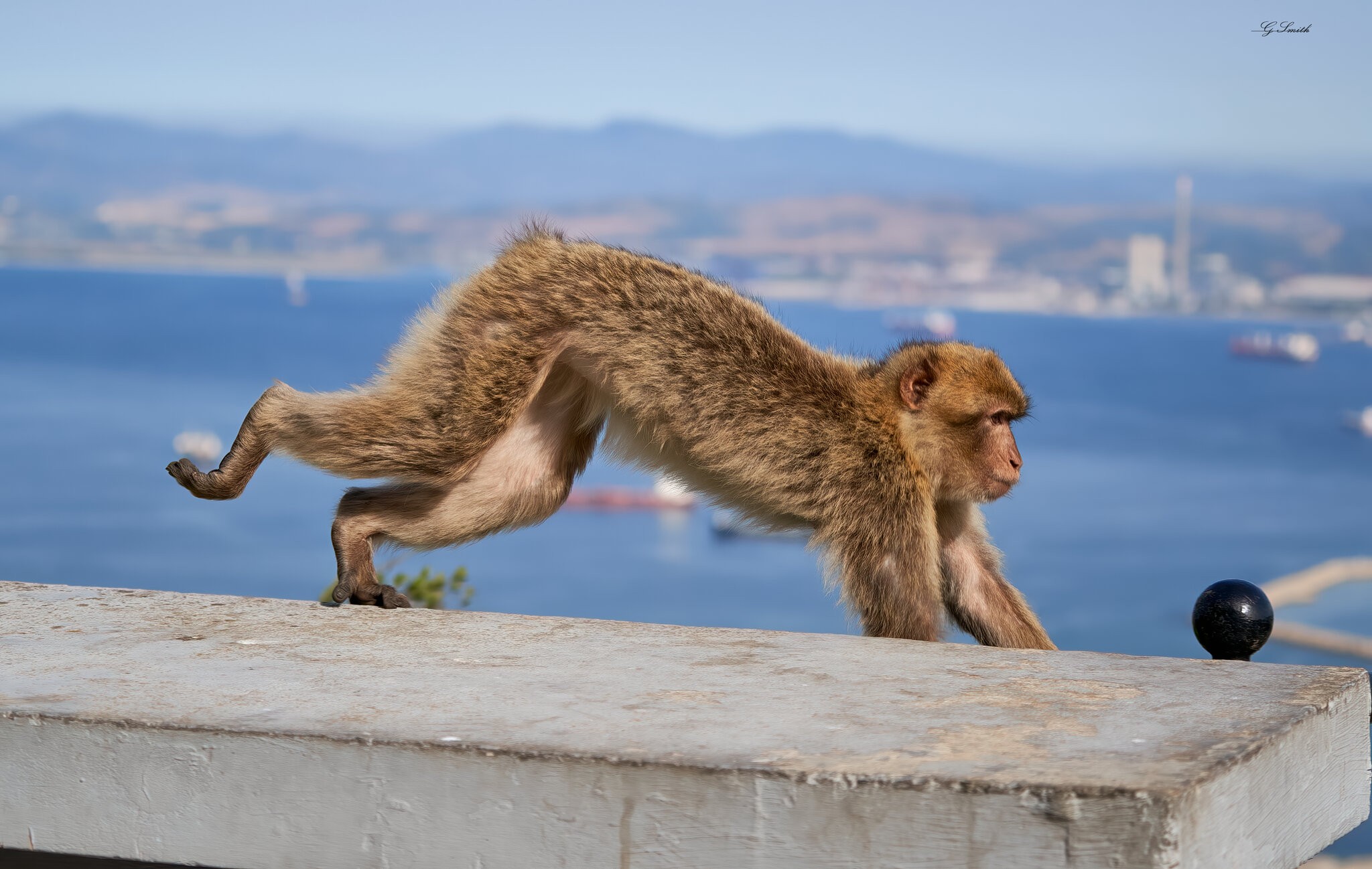 barbary ape 2022.jpg