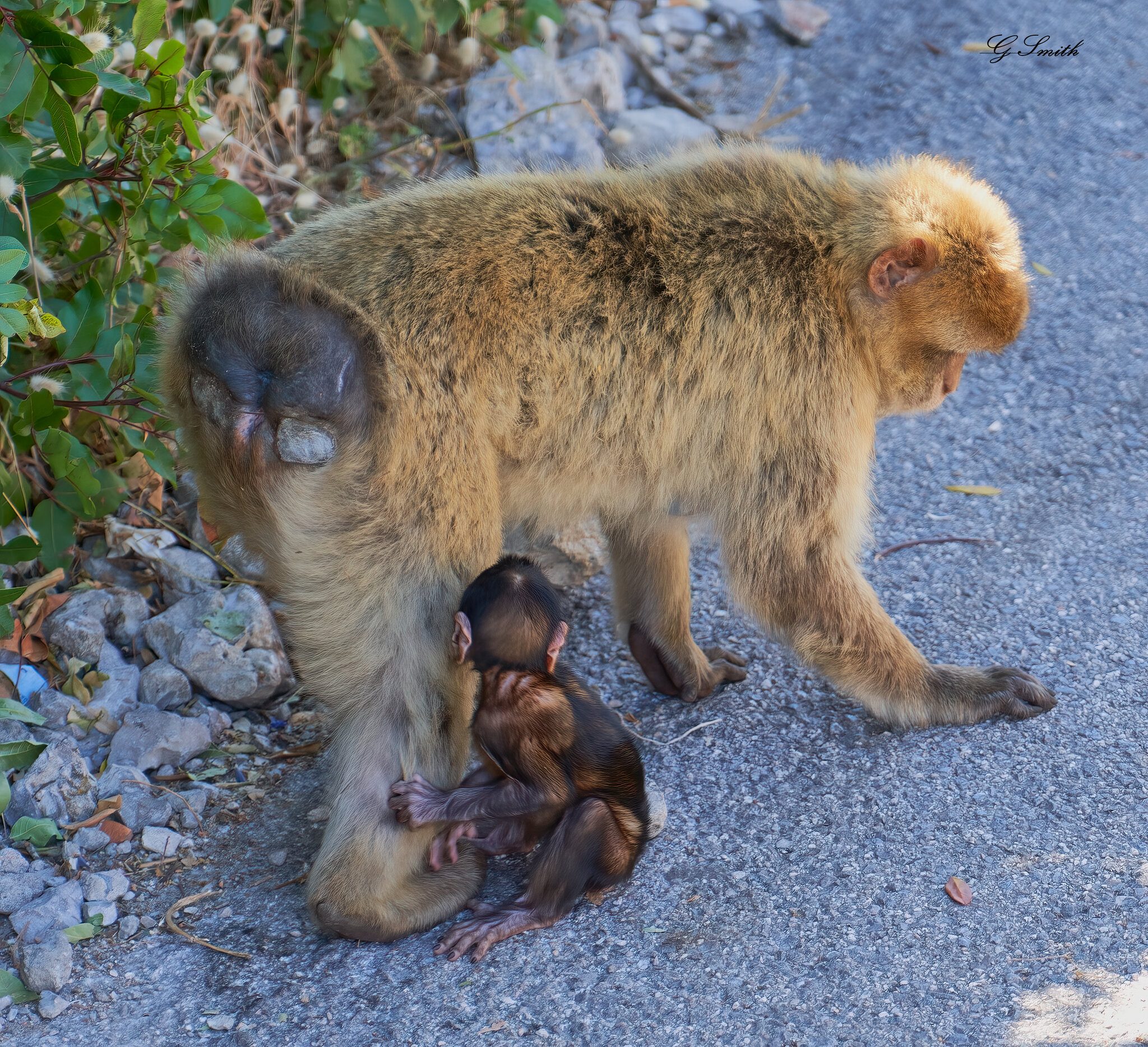 barbary apes 2019 2.jpg