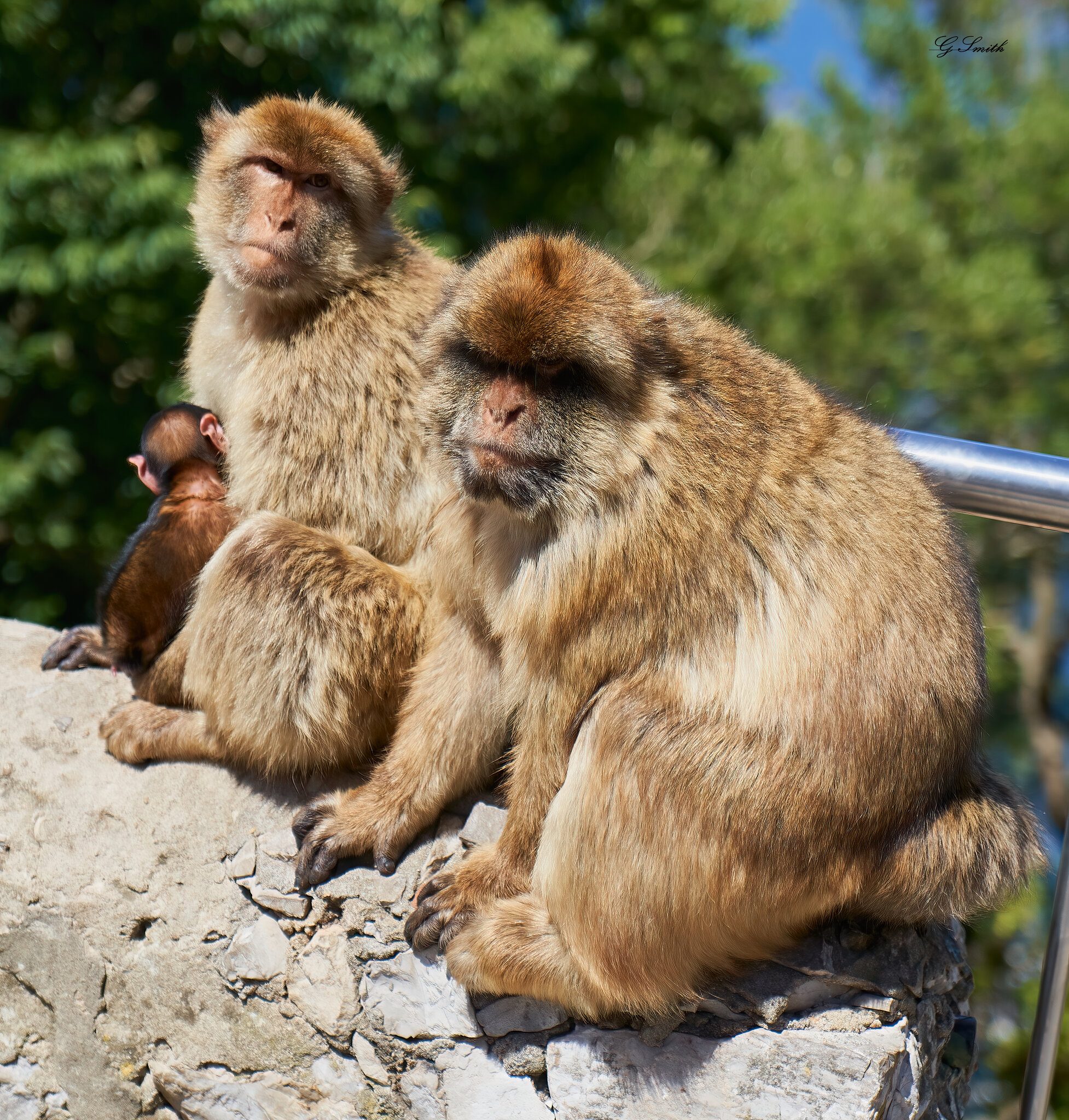 barbary apes 2019 4.jpg