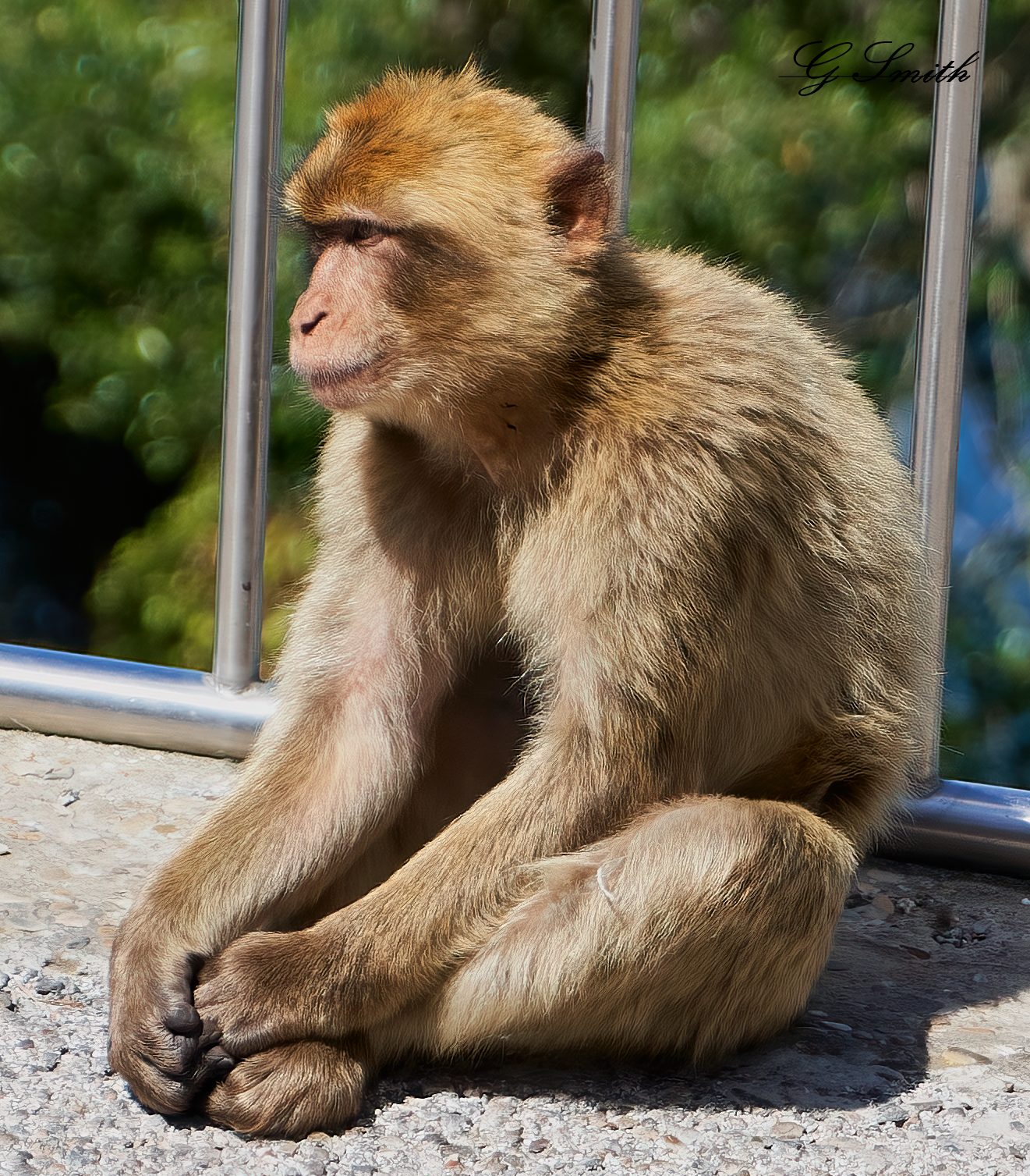 barbary apes 2019 6.jpg