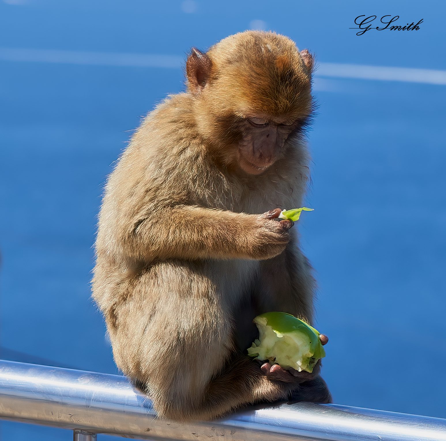 barbary apes 2019 7.jpg