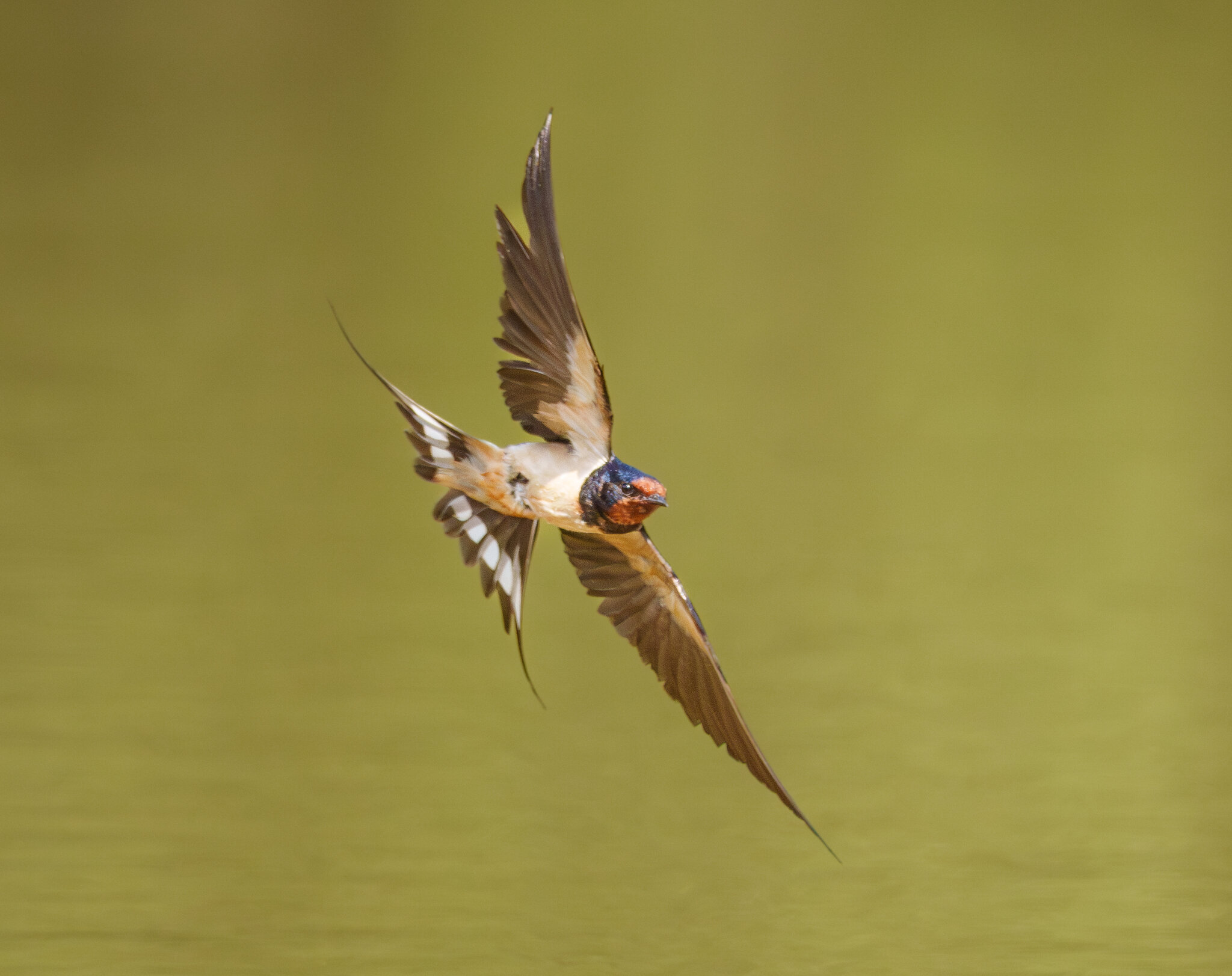 Barn Swallow (1 of 1).jpg