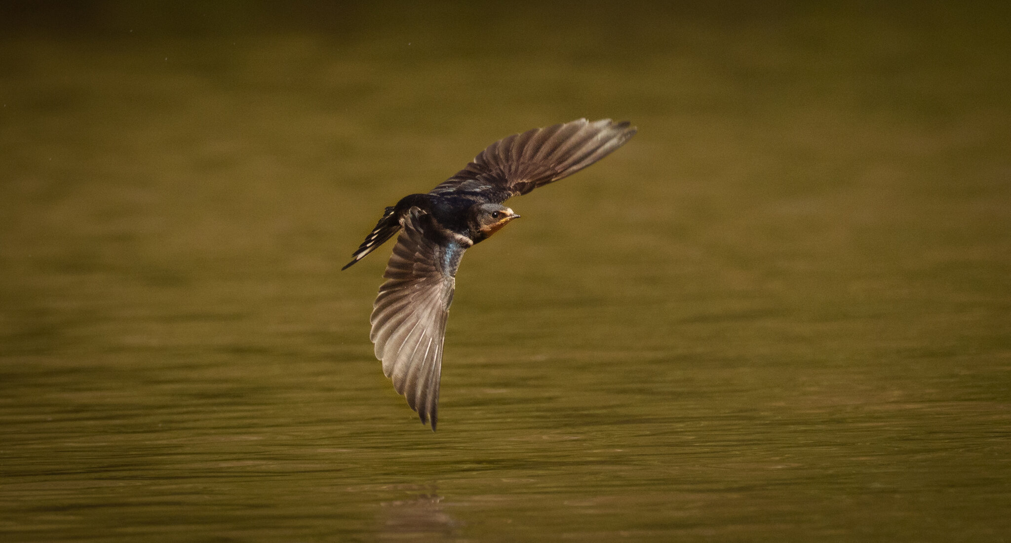 Barn Swallow (2 of 5).jpg