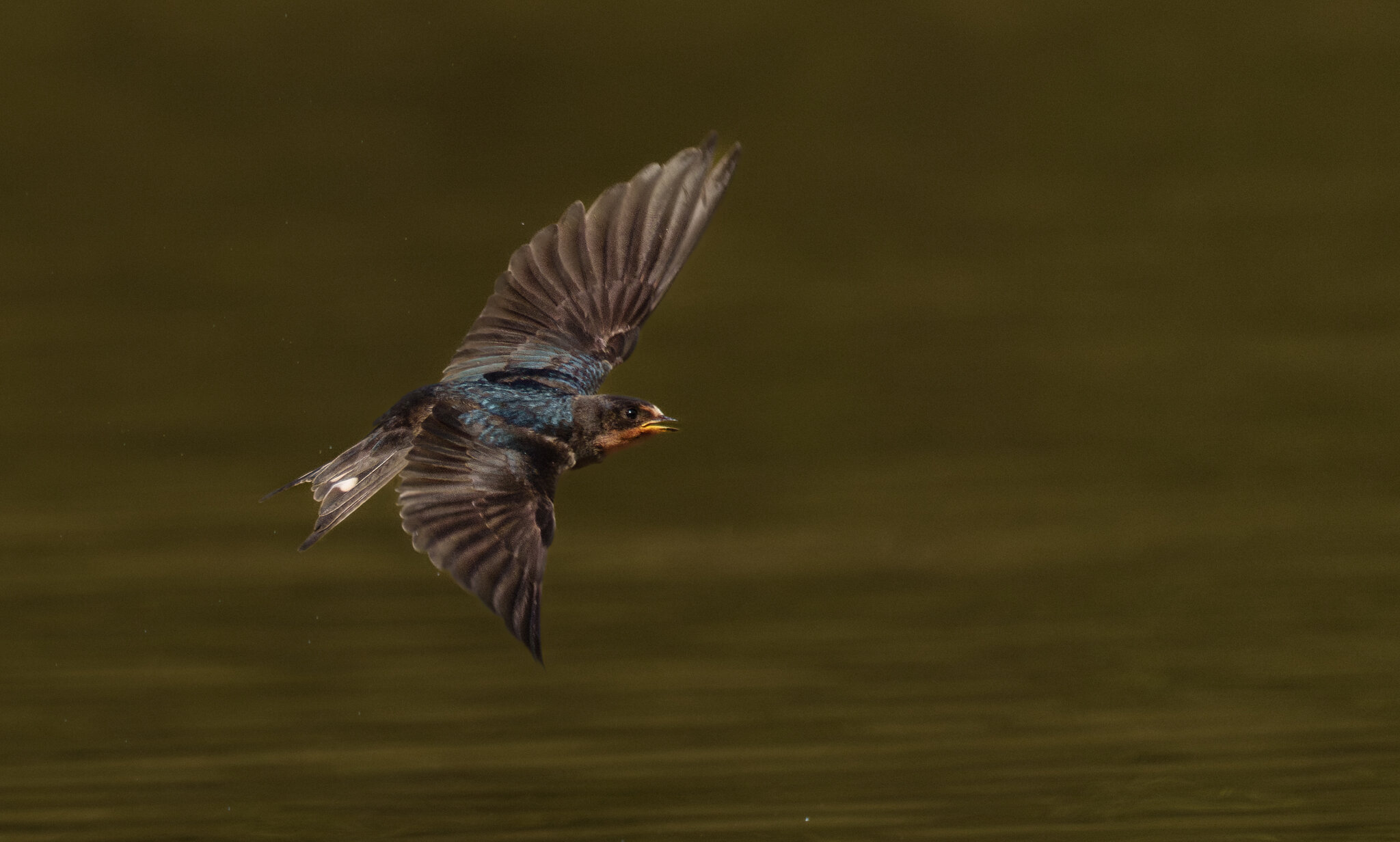 Barn Swallow (5 of 5).jpg