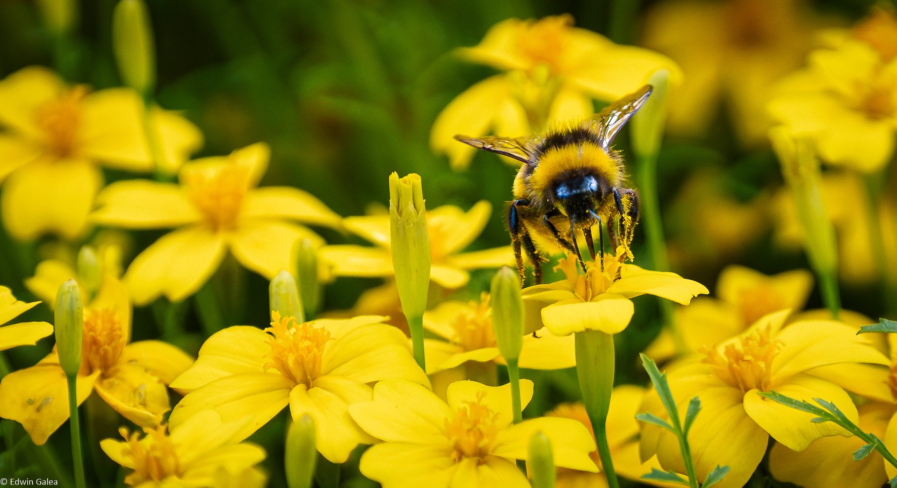 bee in yellow sea-3.jpg