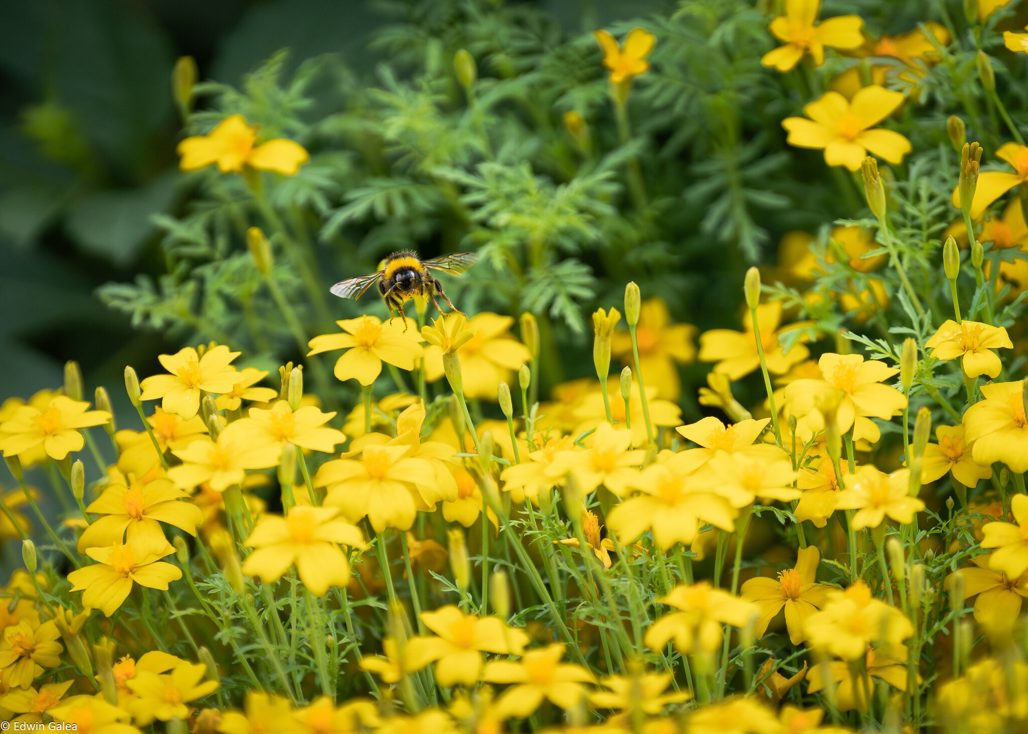 bee in yellow sea-4.jpg