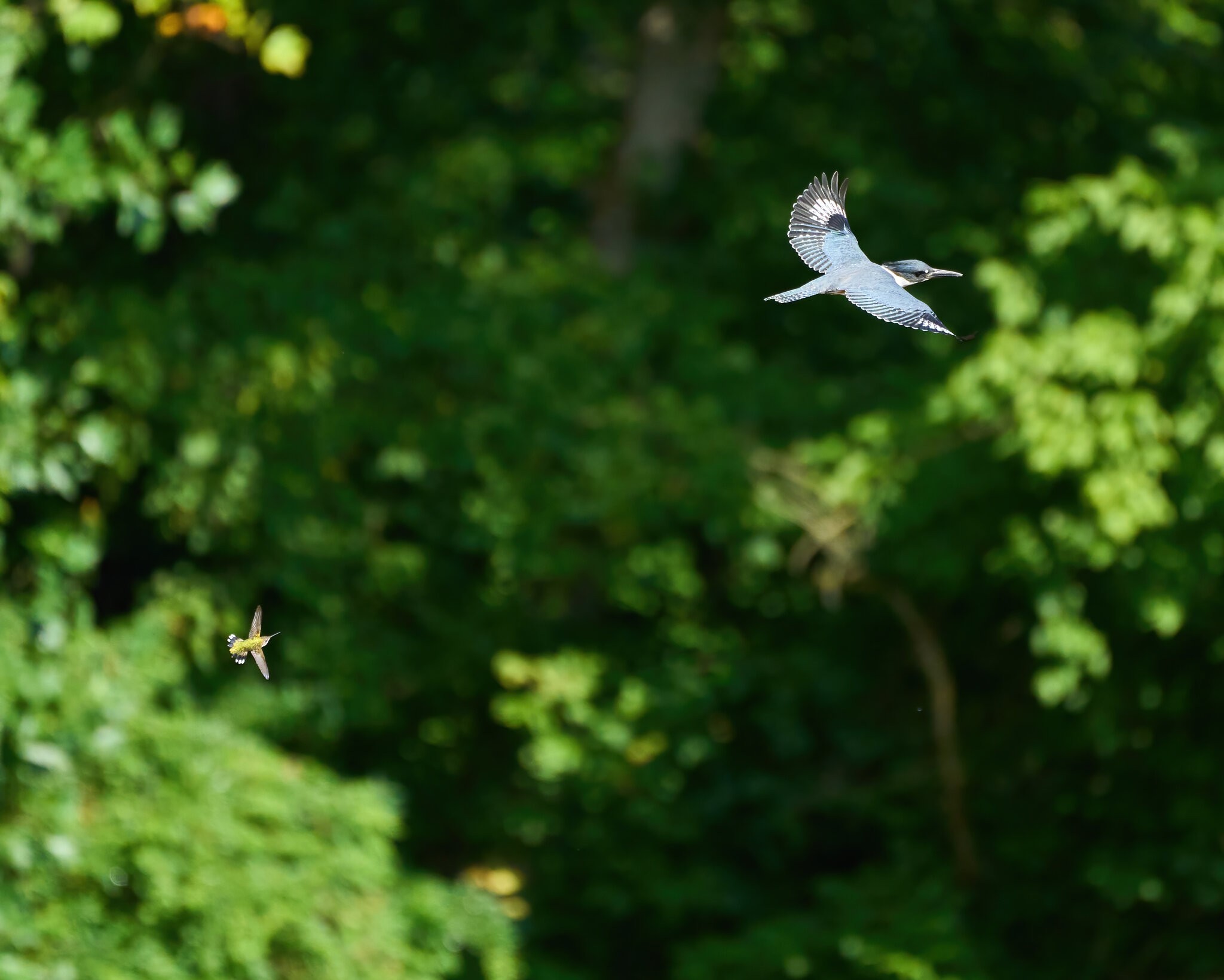 Belted Kingfisher - BCSP TB - 08082021 - 20-DN.jpg