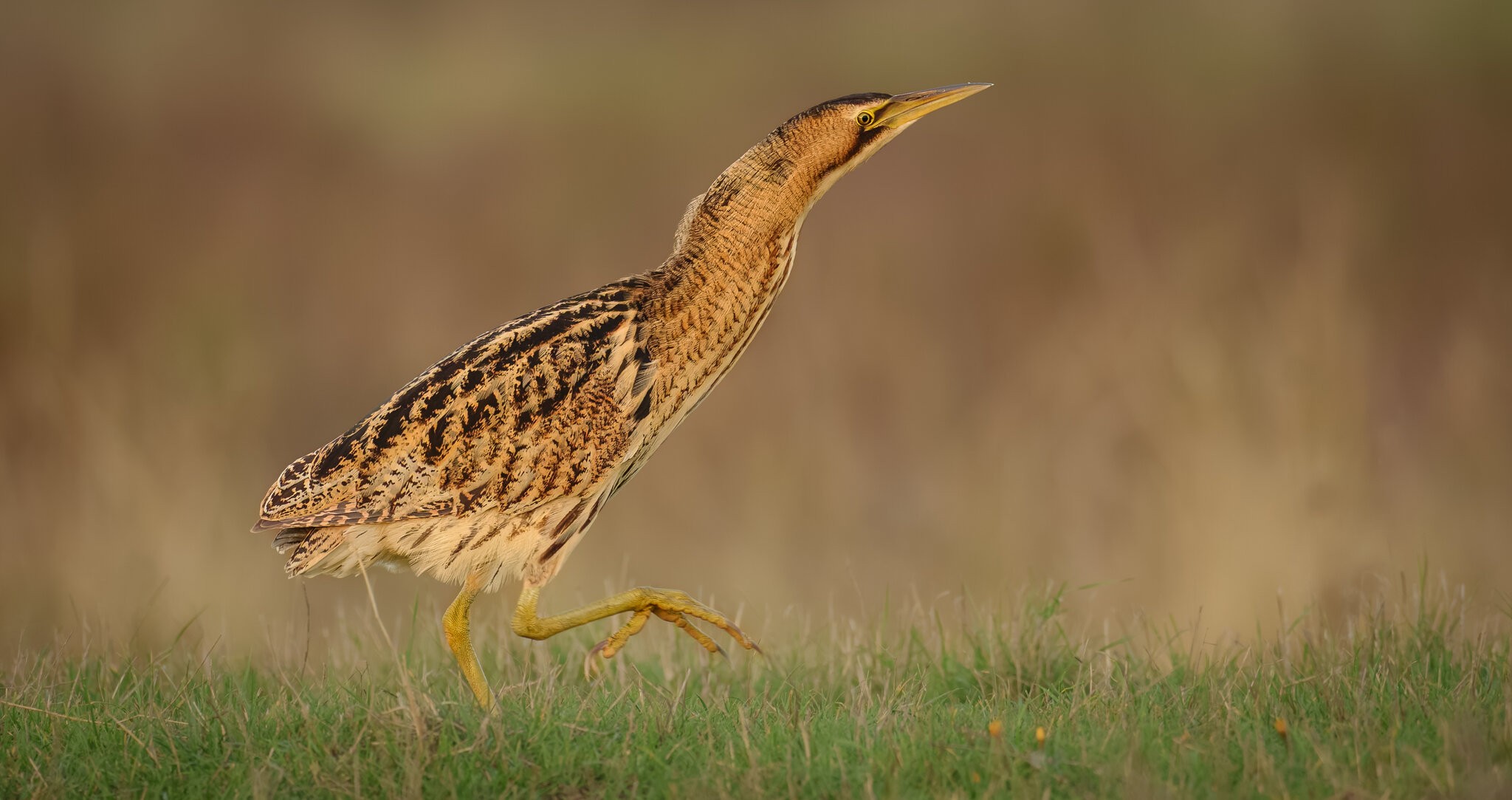 bittern (1 of 1).jpg