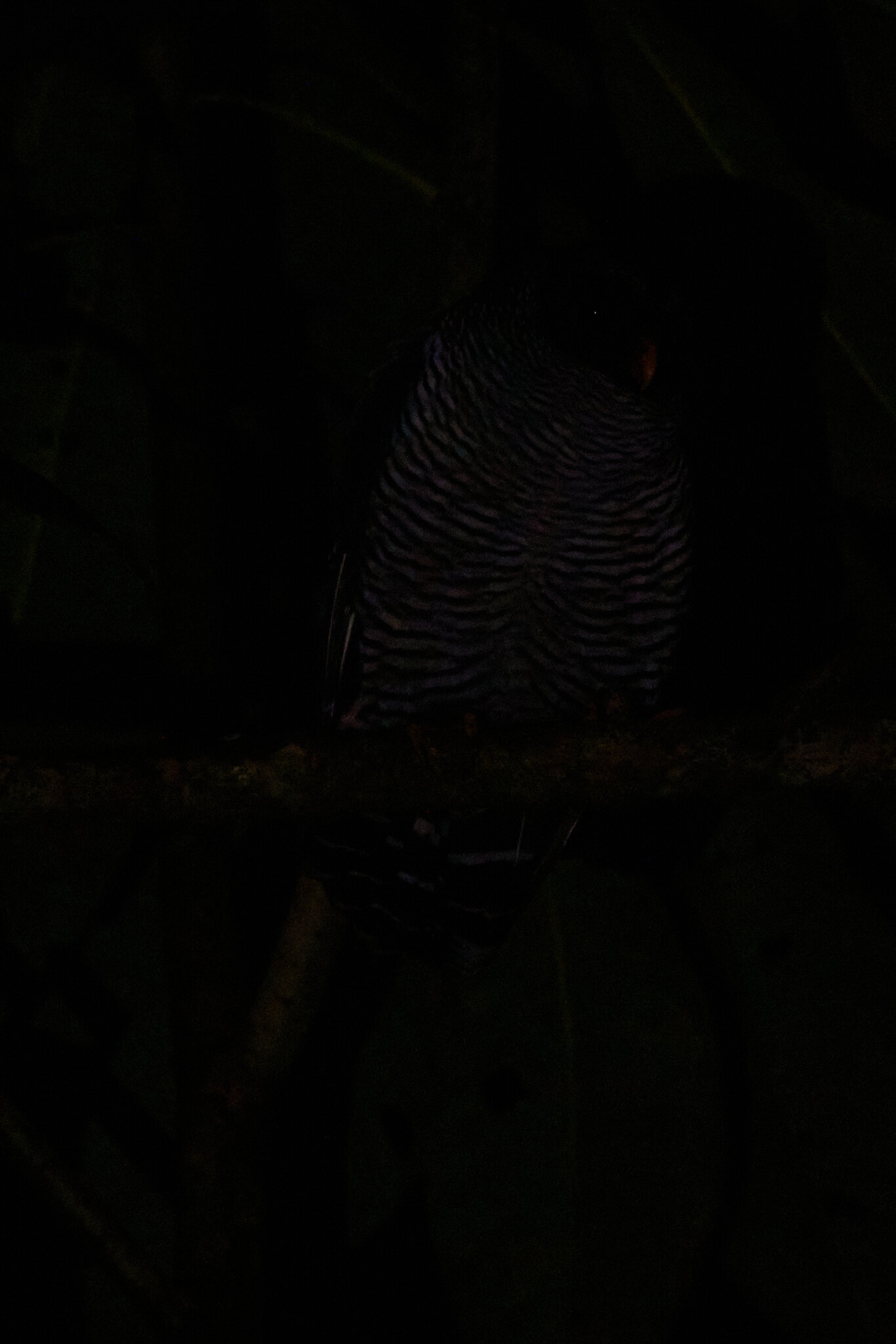 Black and White Owl - Umbrellabird Lodge - 09112022 - 01 1.jpg