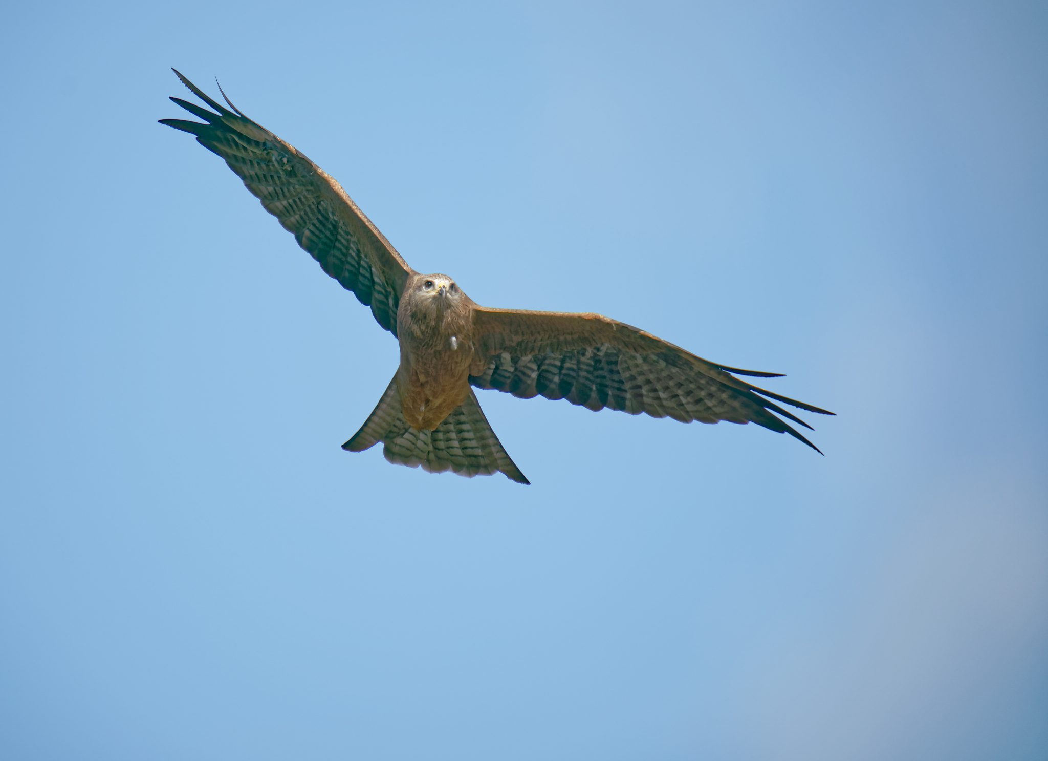 Black Kite IF (4)- 2048.jpg